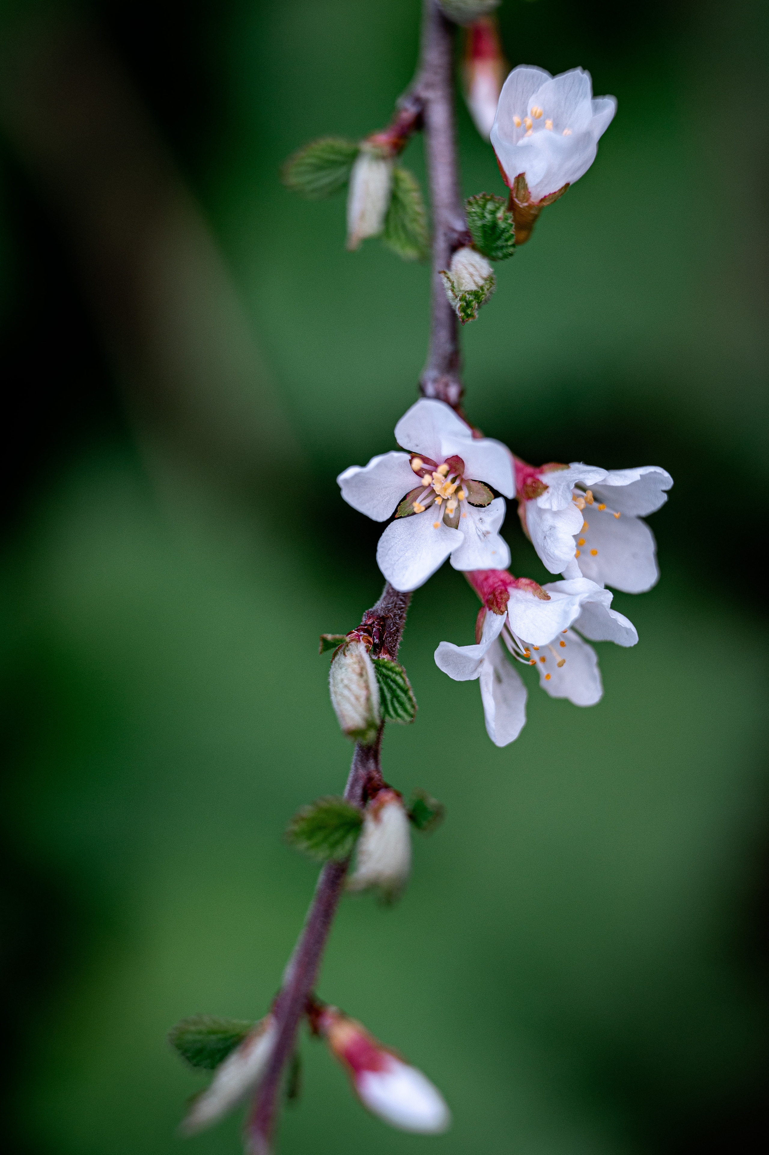 Растения 🍃. Главная