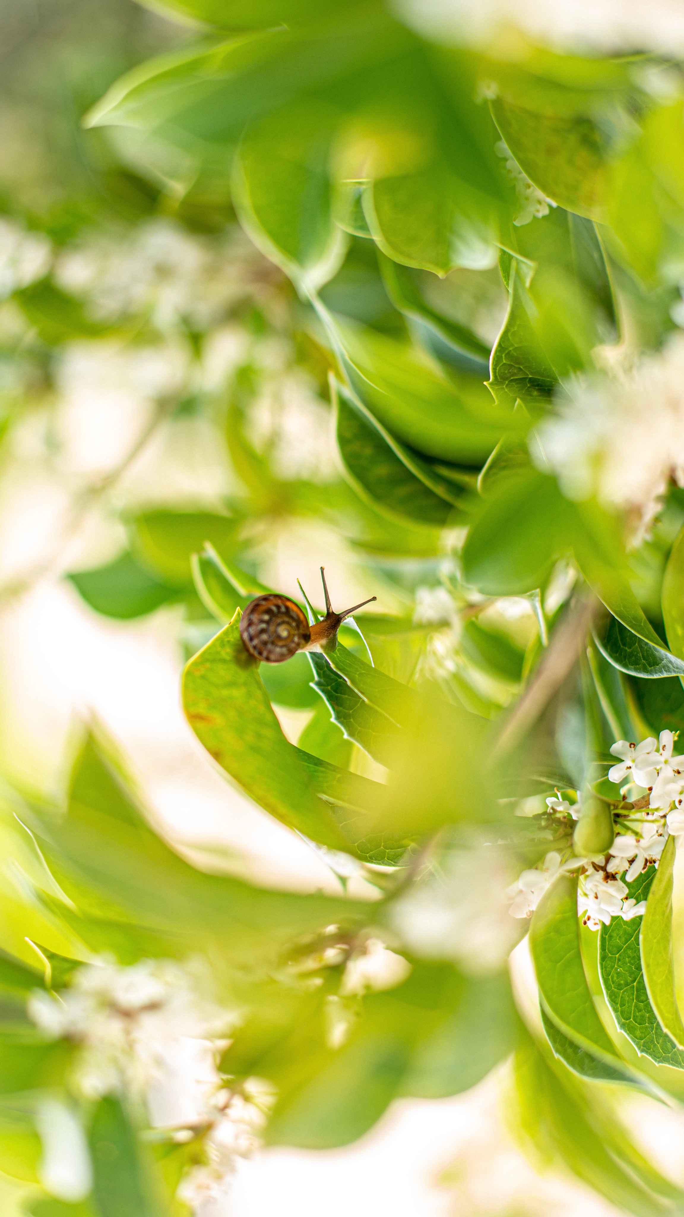 Растения 🍃. Главная