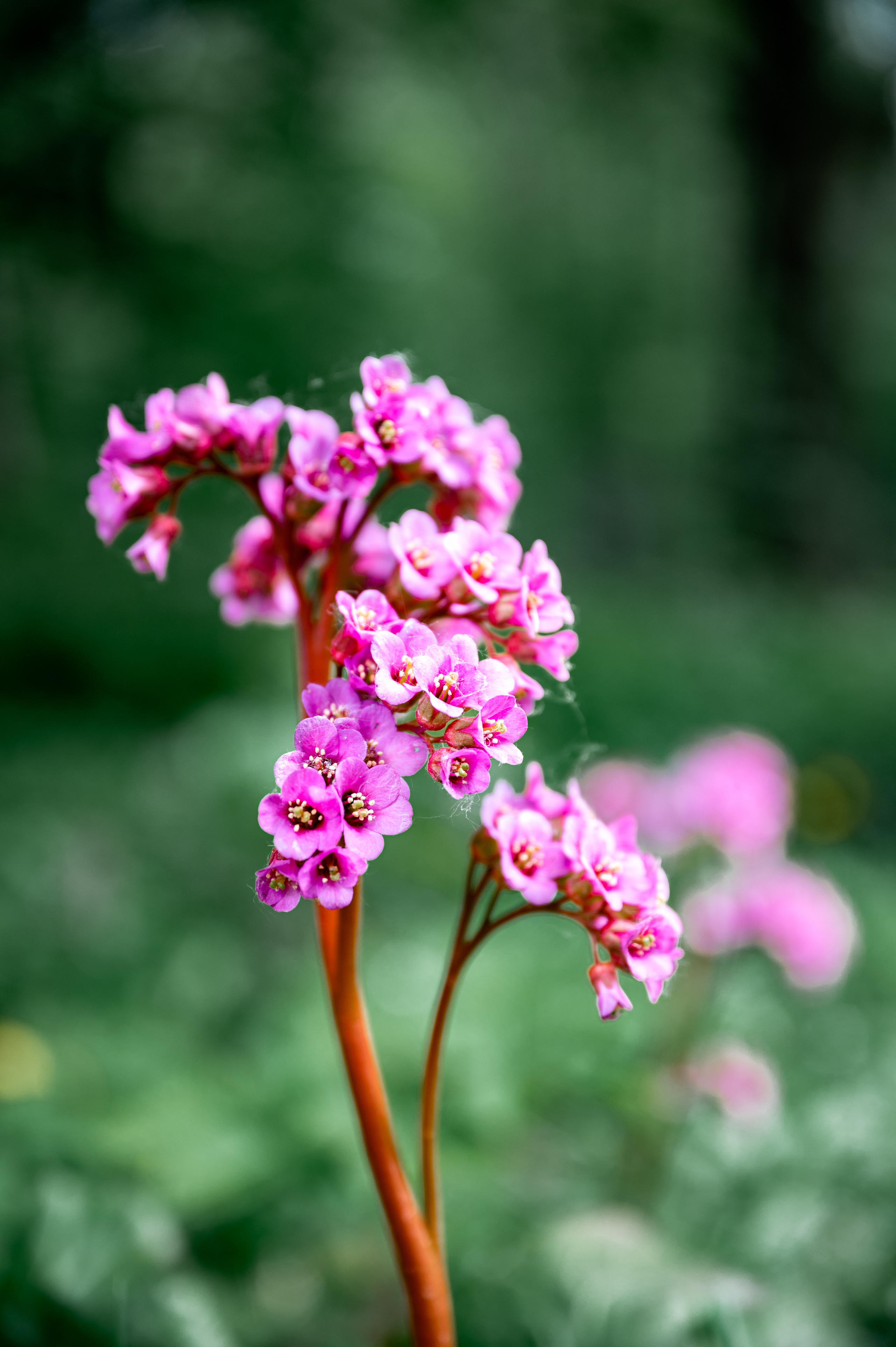 Растения 🍃. Главная