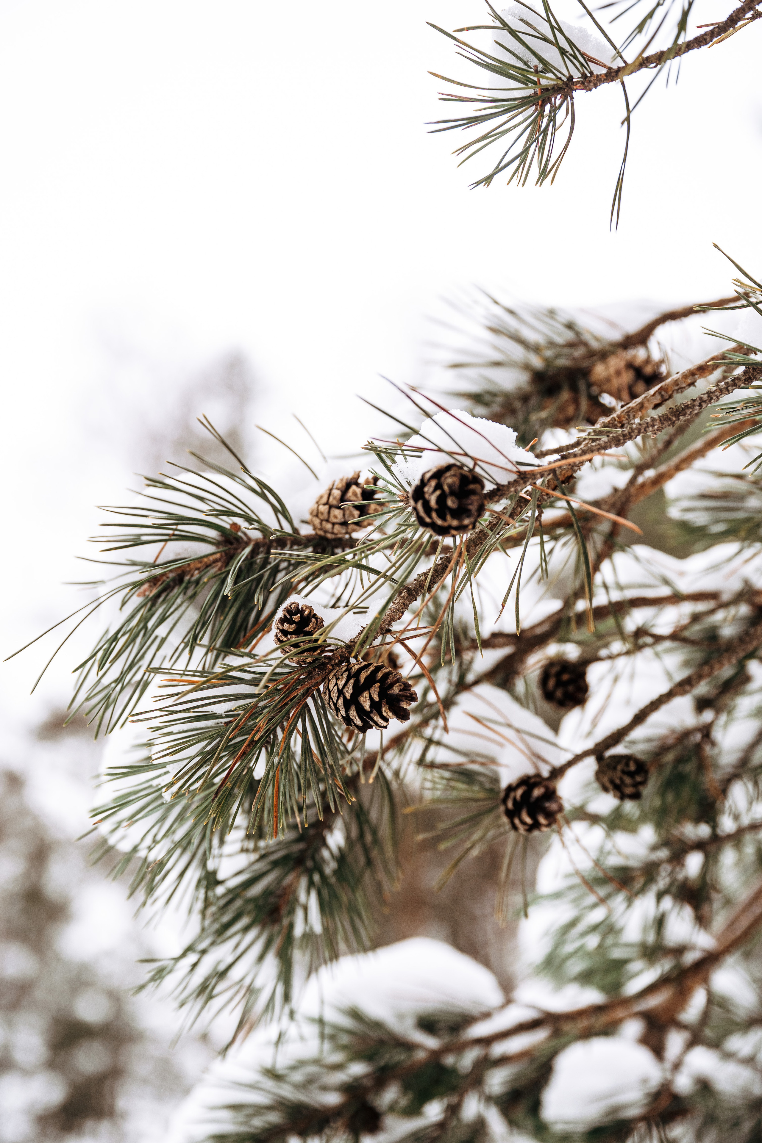 Растения 🍃. Главная