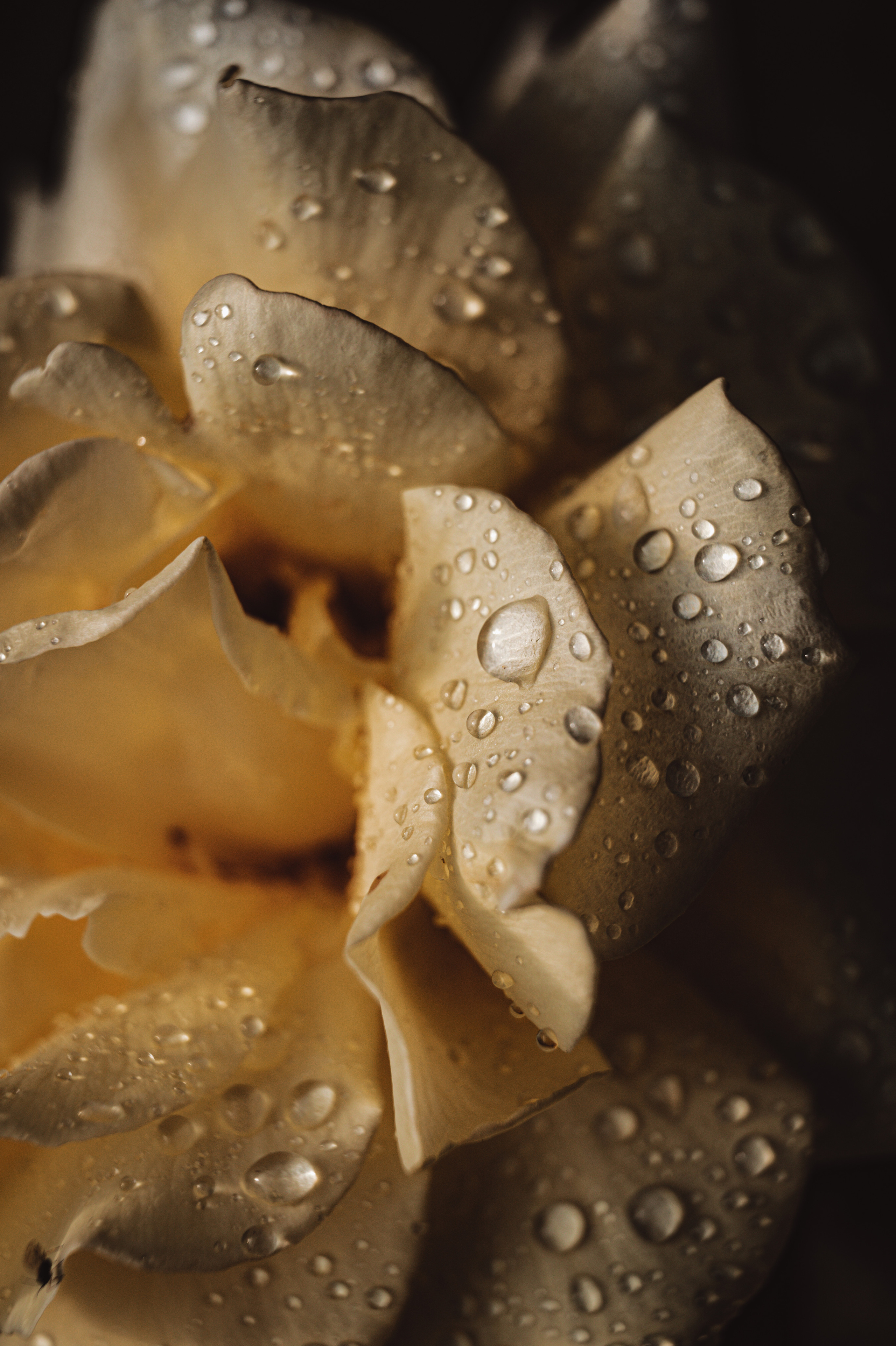 Растения 🍃. Главная