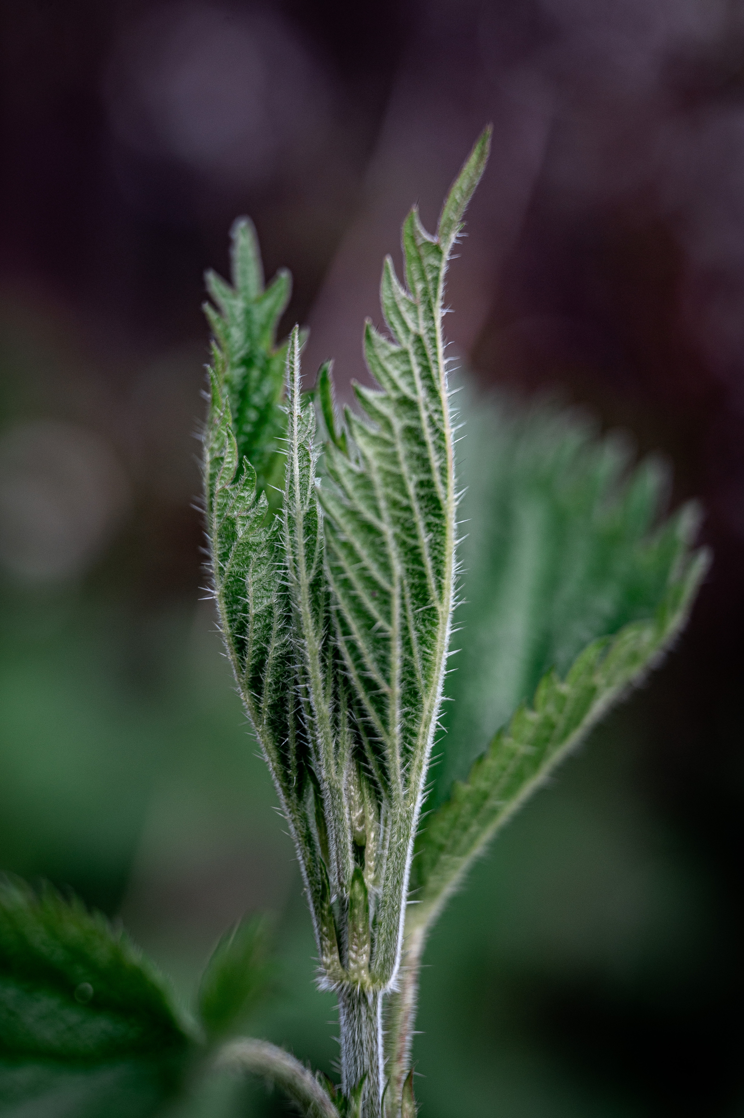 Растения 🍃. Главная