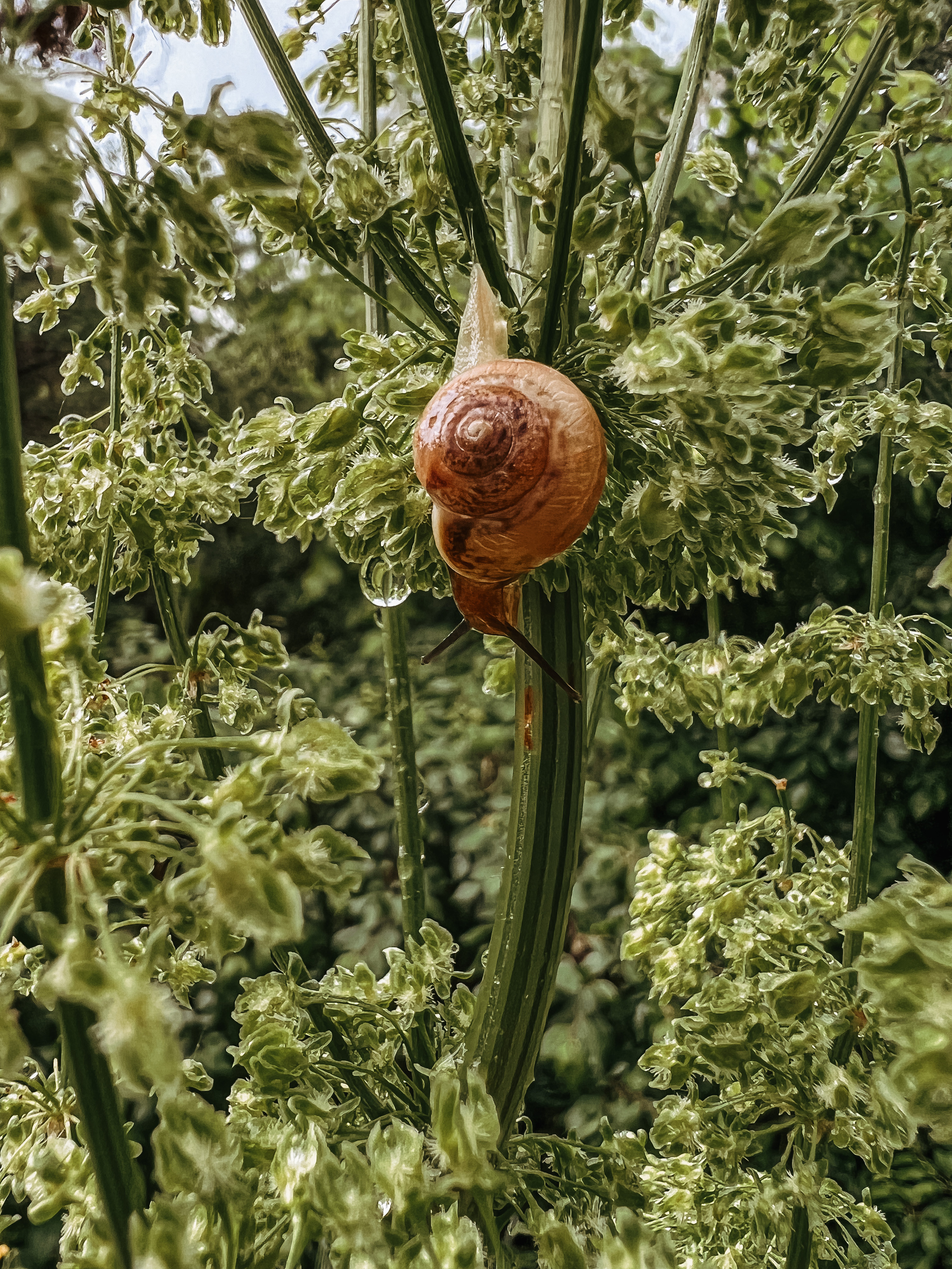 Растения 🍃. Главная