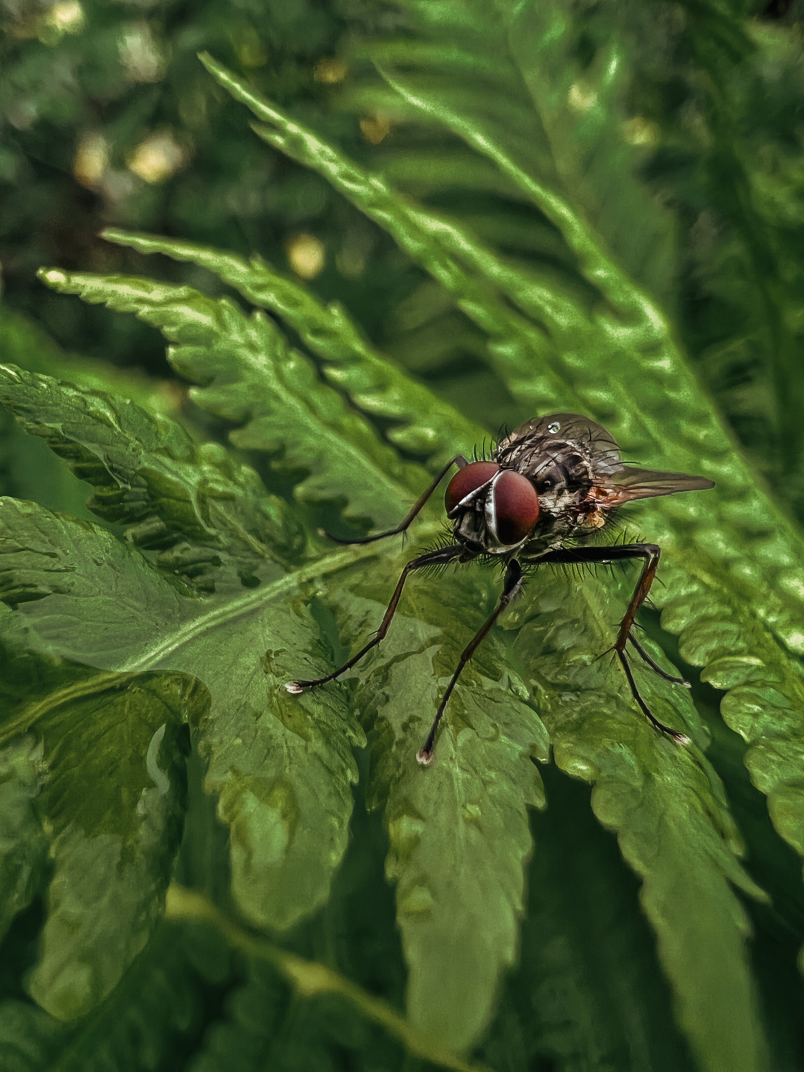 Растения 🍃. Главная