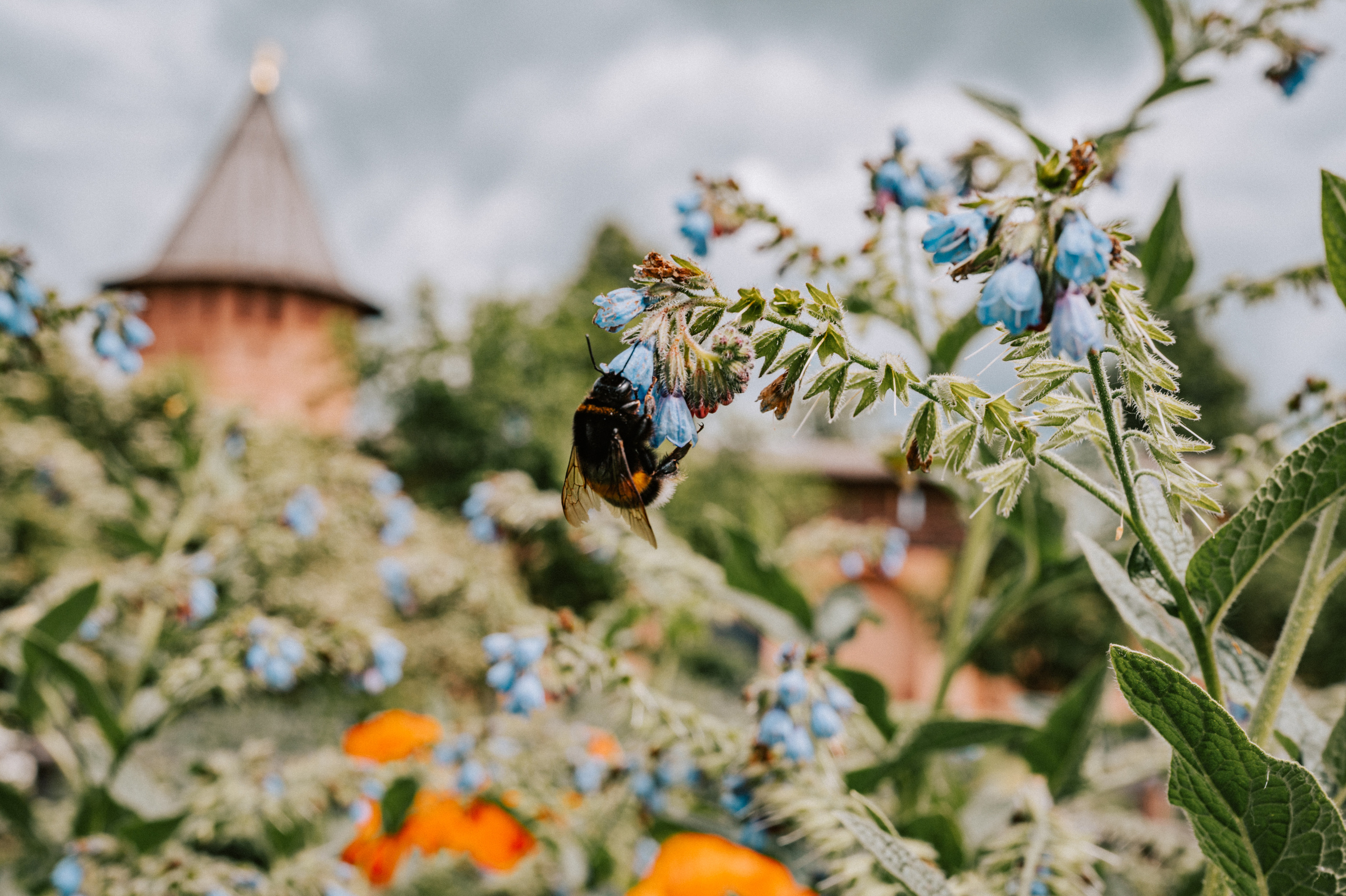 Растения 🍃. Главная