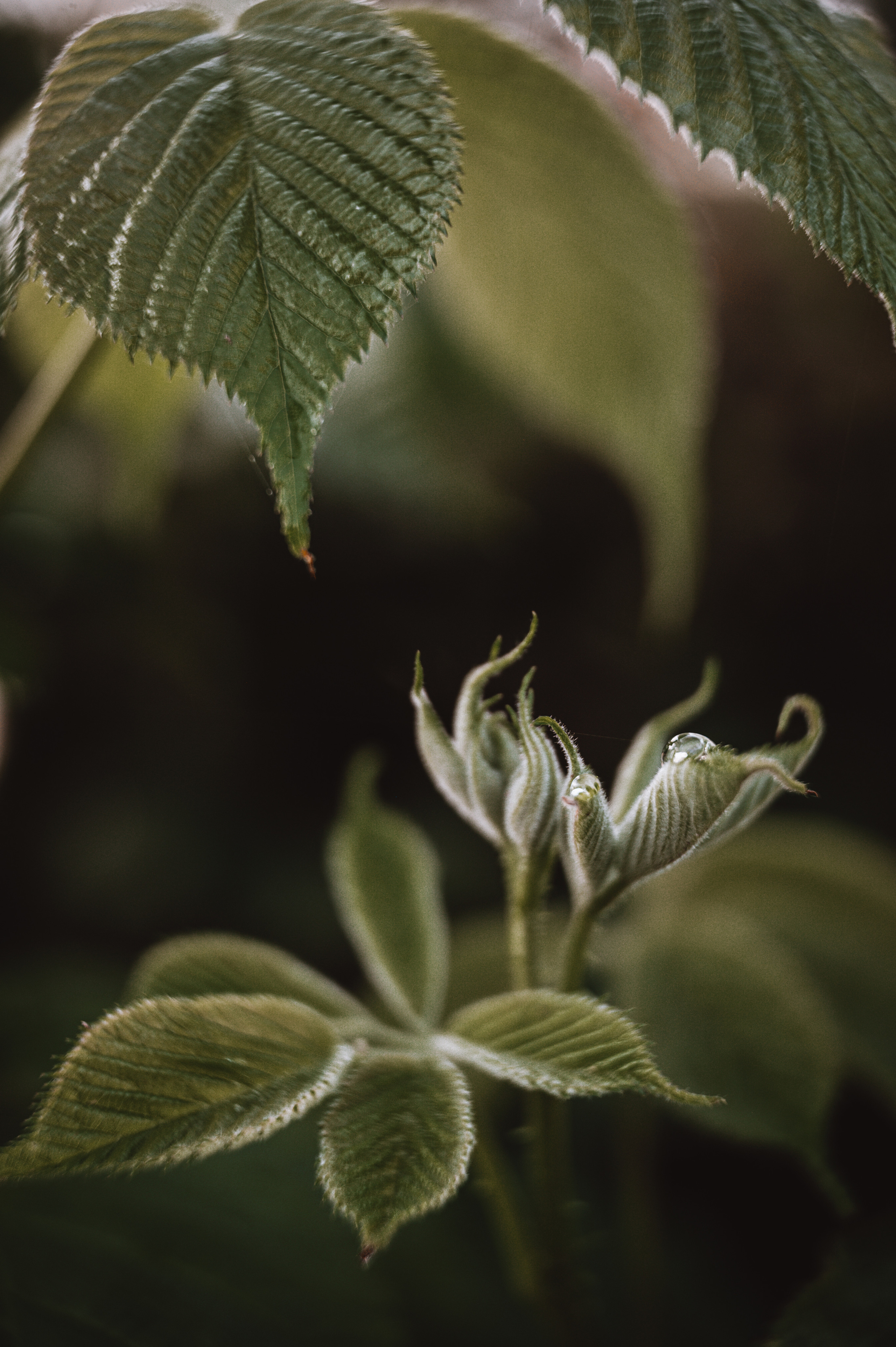 Растения 🍃. Главная