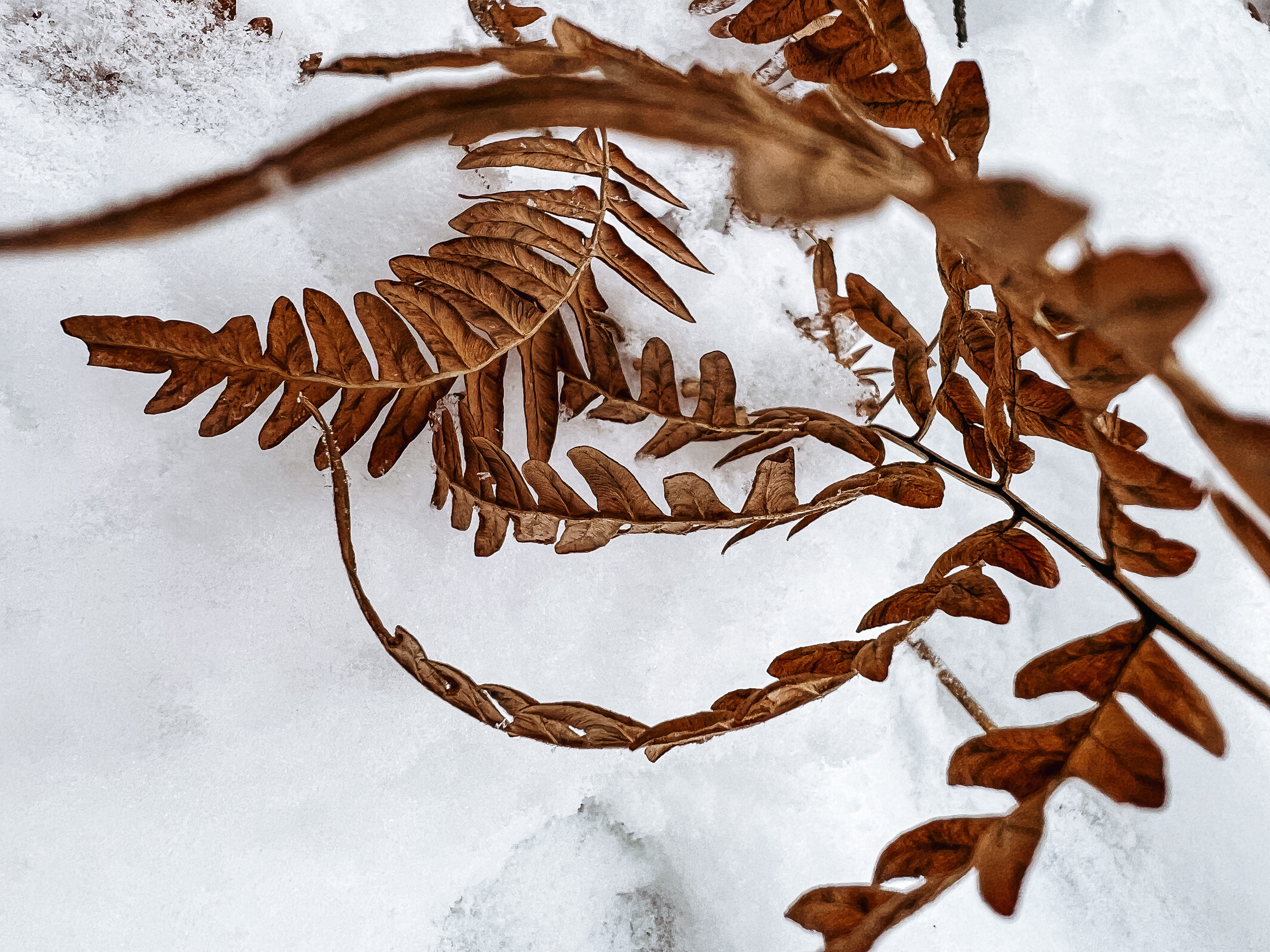 Растения 🍃. Главная