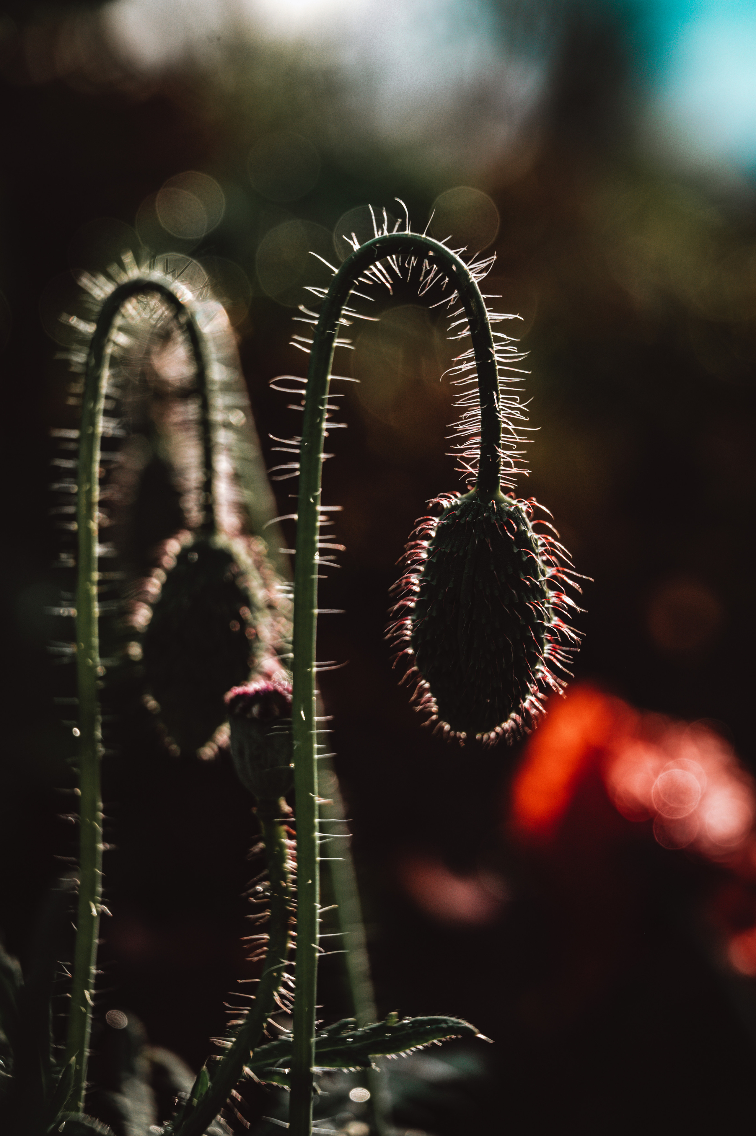 Растения 🍃. Главная