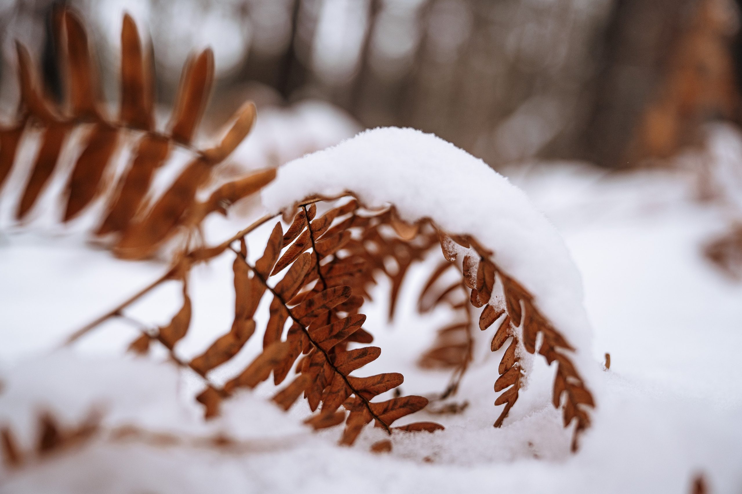 Растения 🍃. Главная