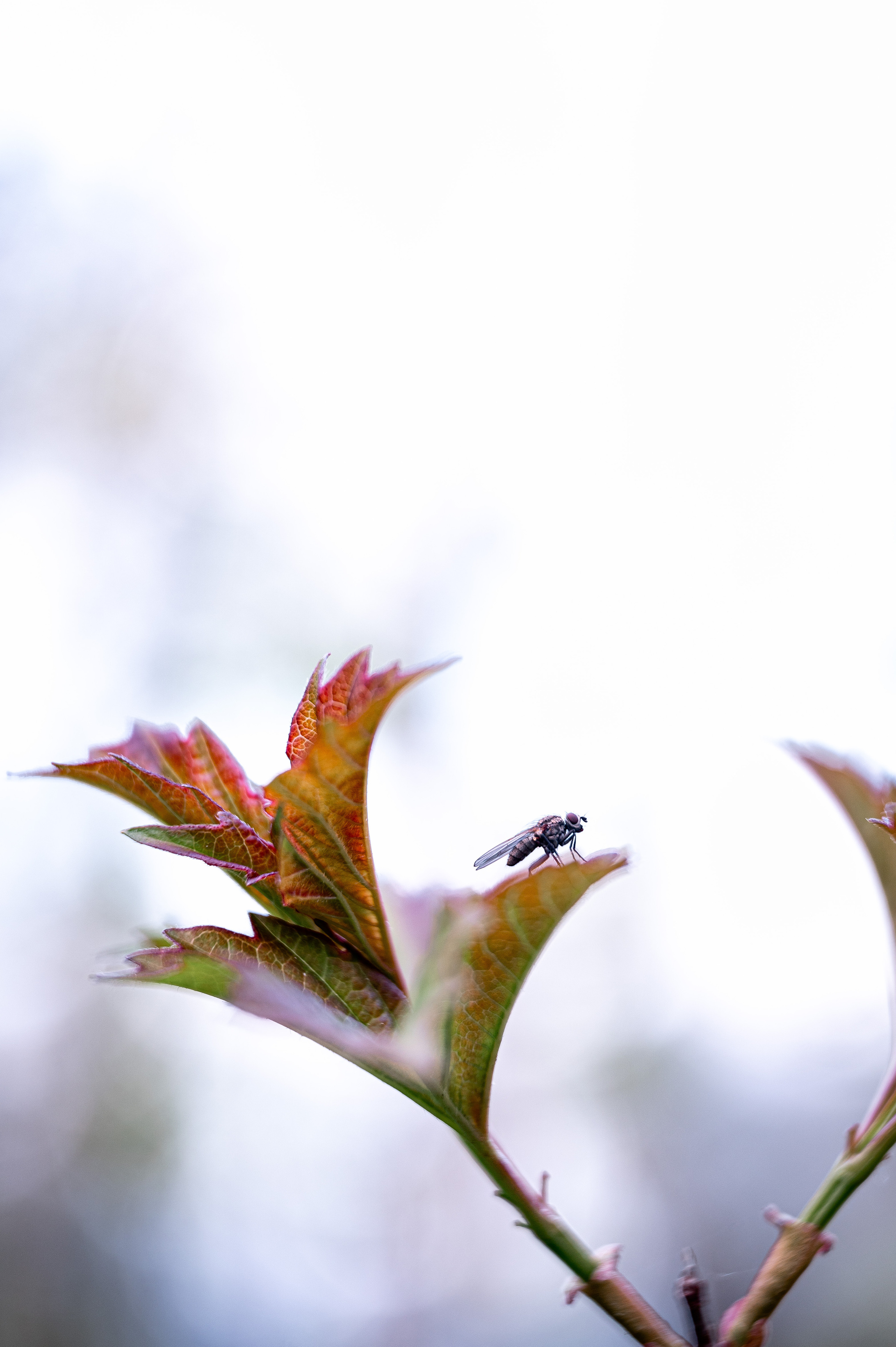 Растения 🍃. Главная