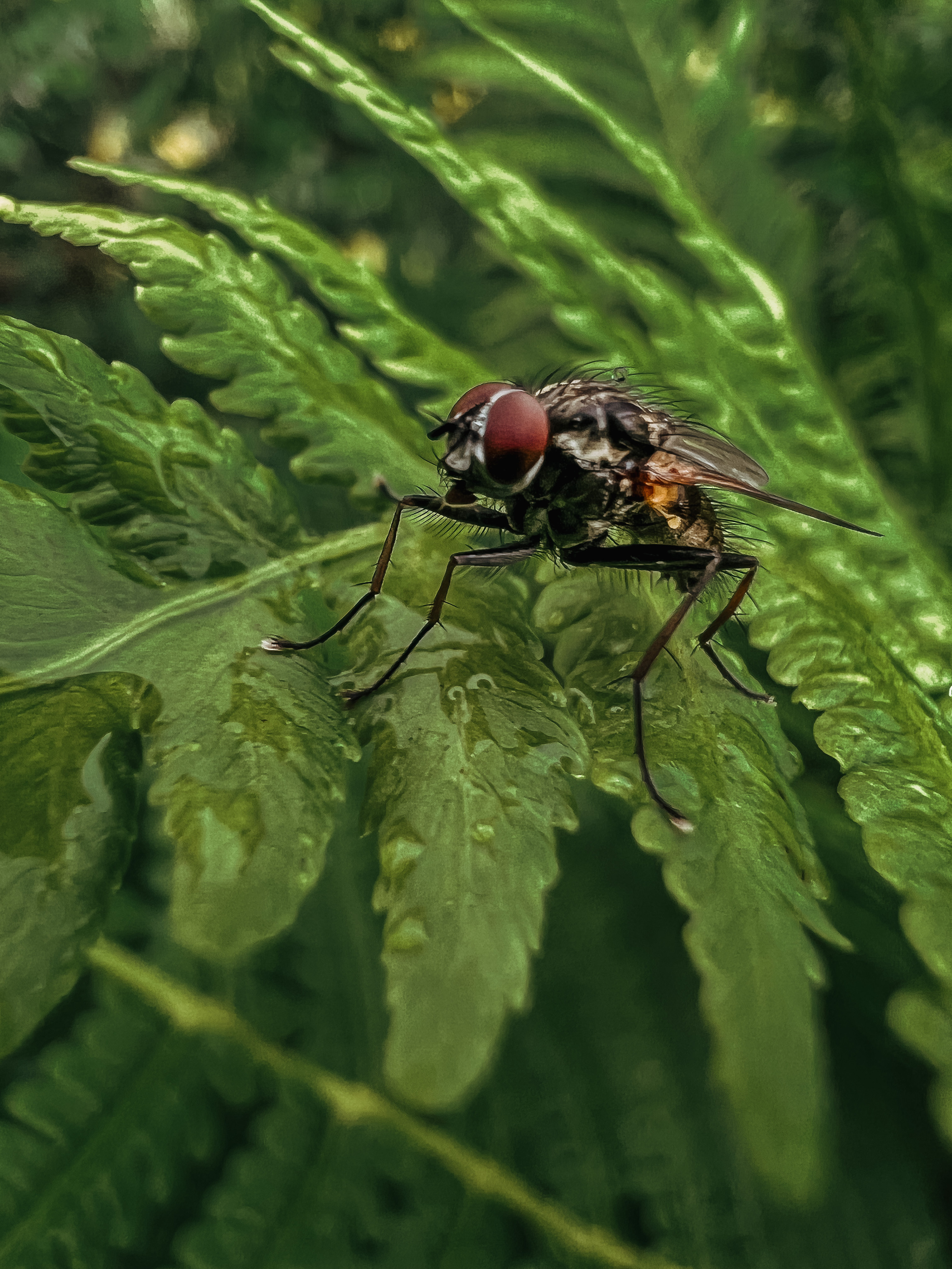 Растения 🍃. Главная