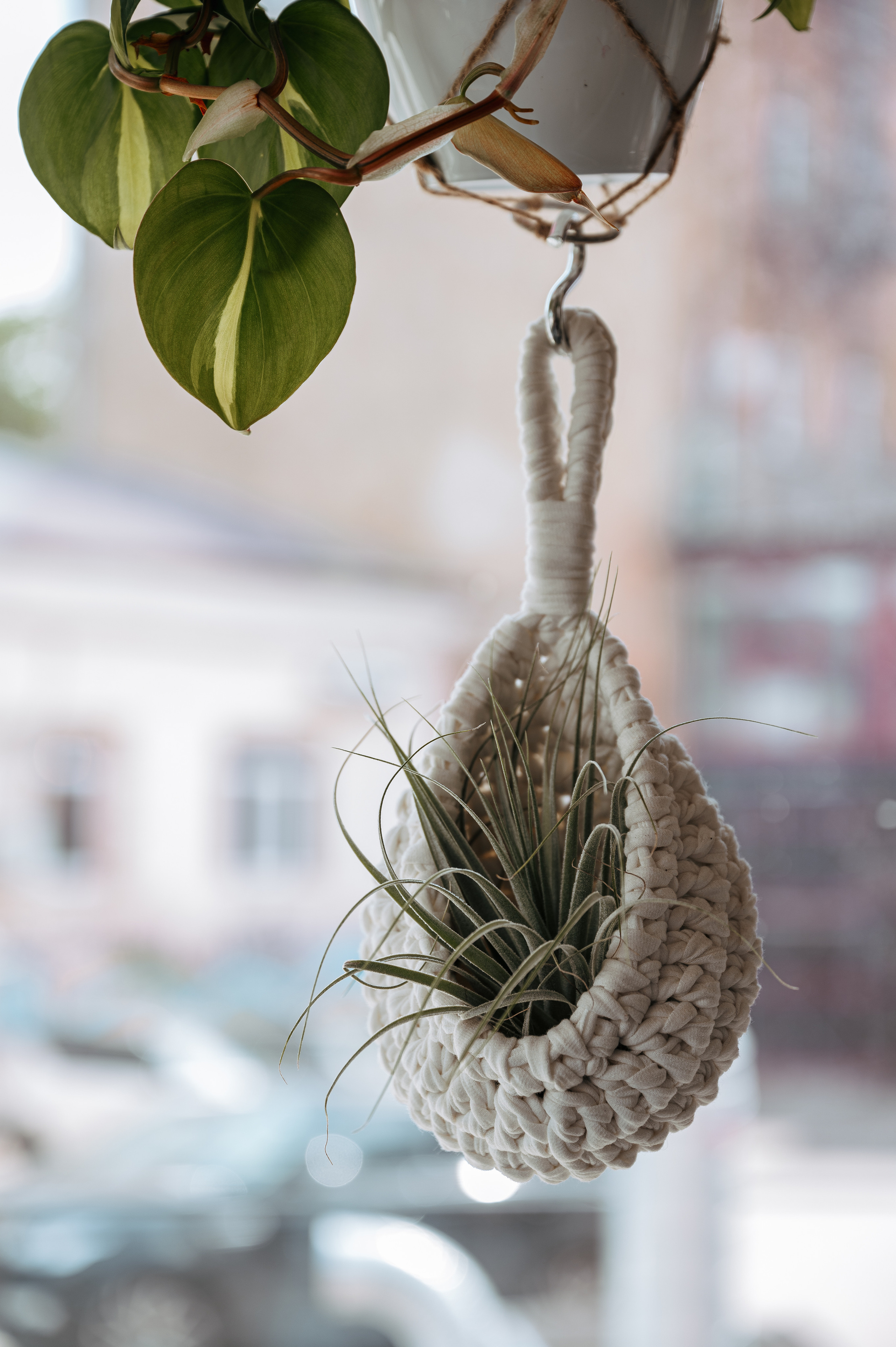 Растения 🍃. Главная