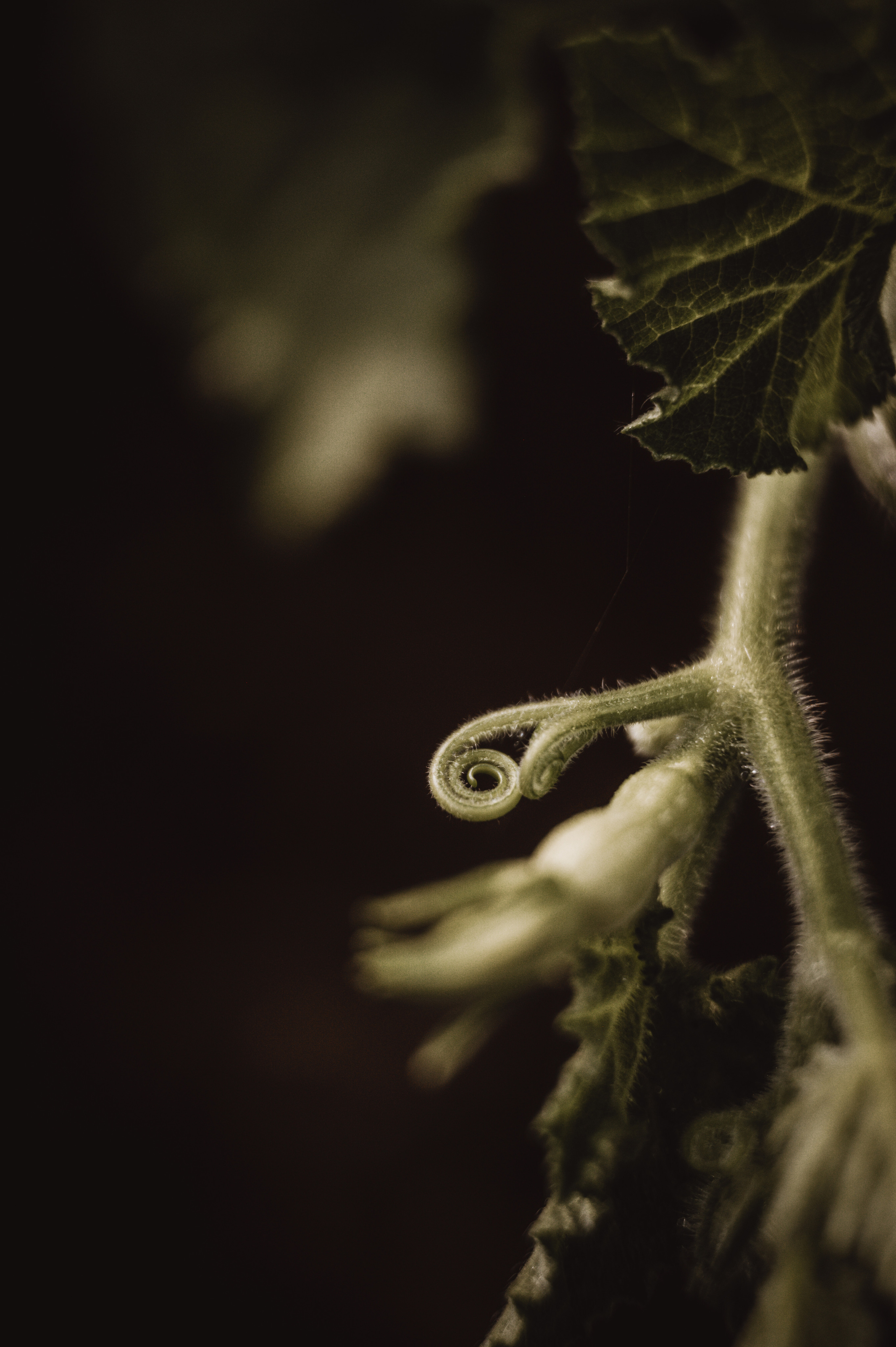 Растения 🍃. Главная