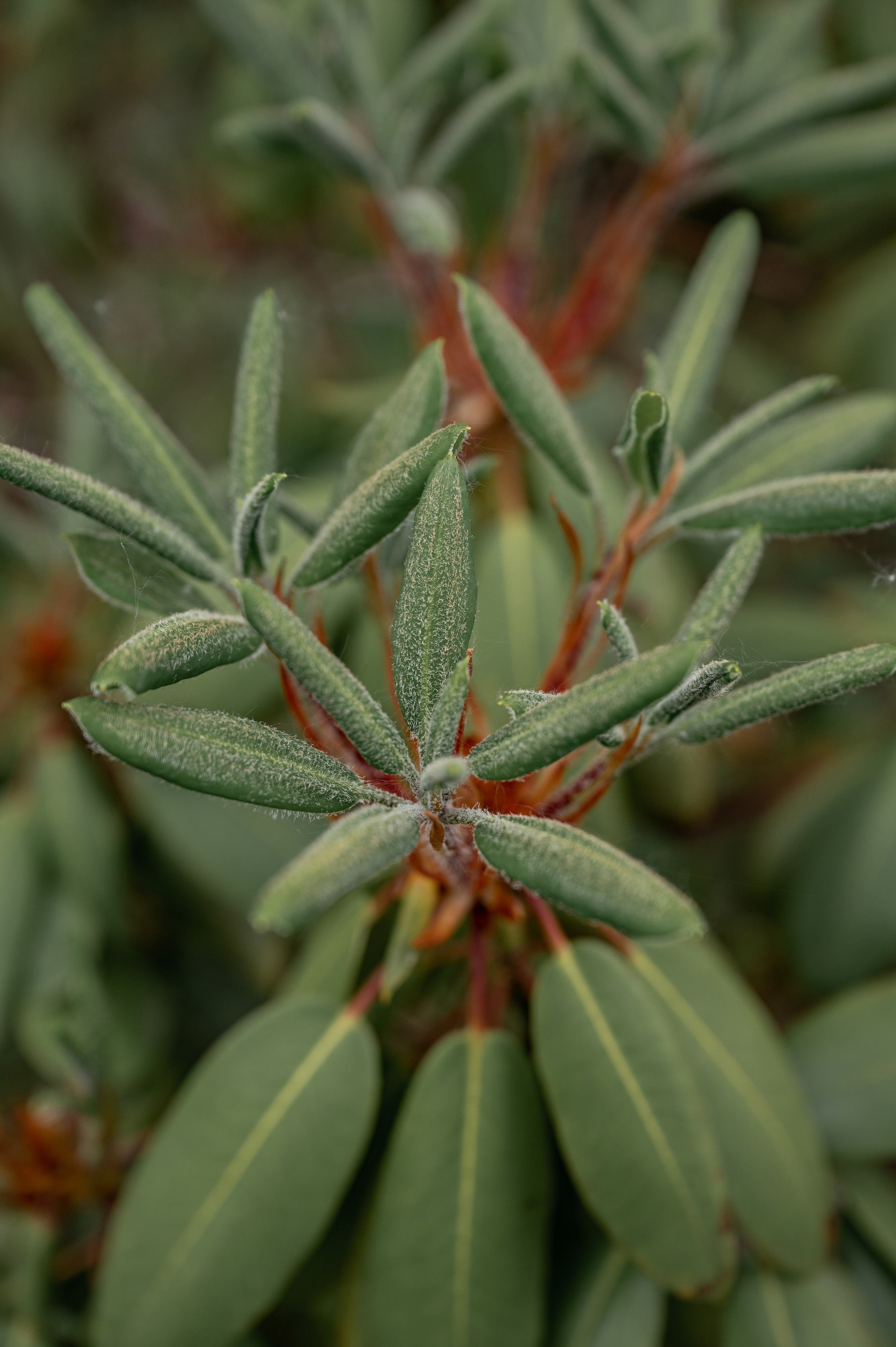 Растения 🍃. Главная