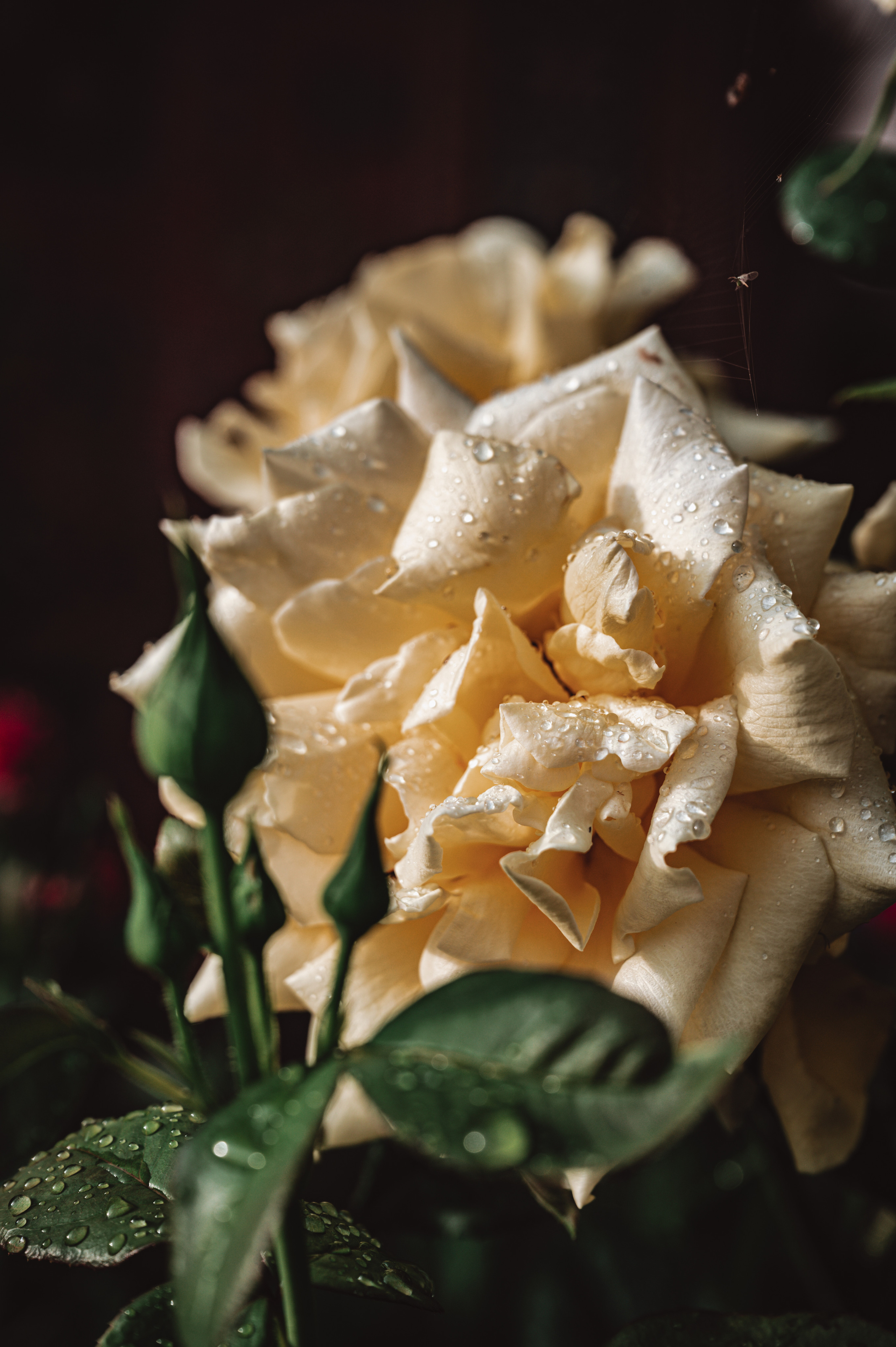 Растения 🍃. Главная