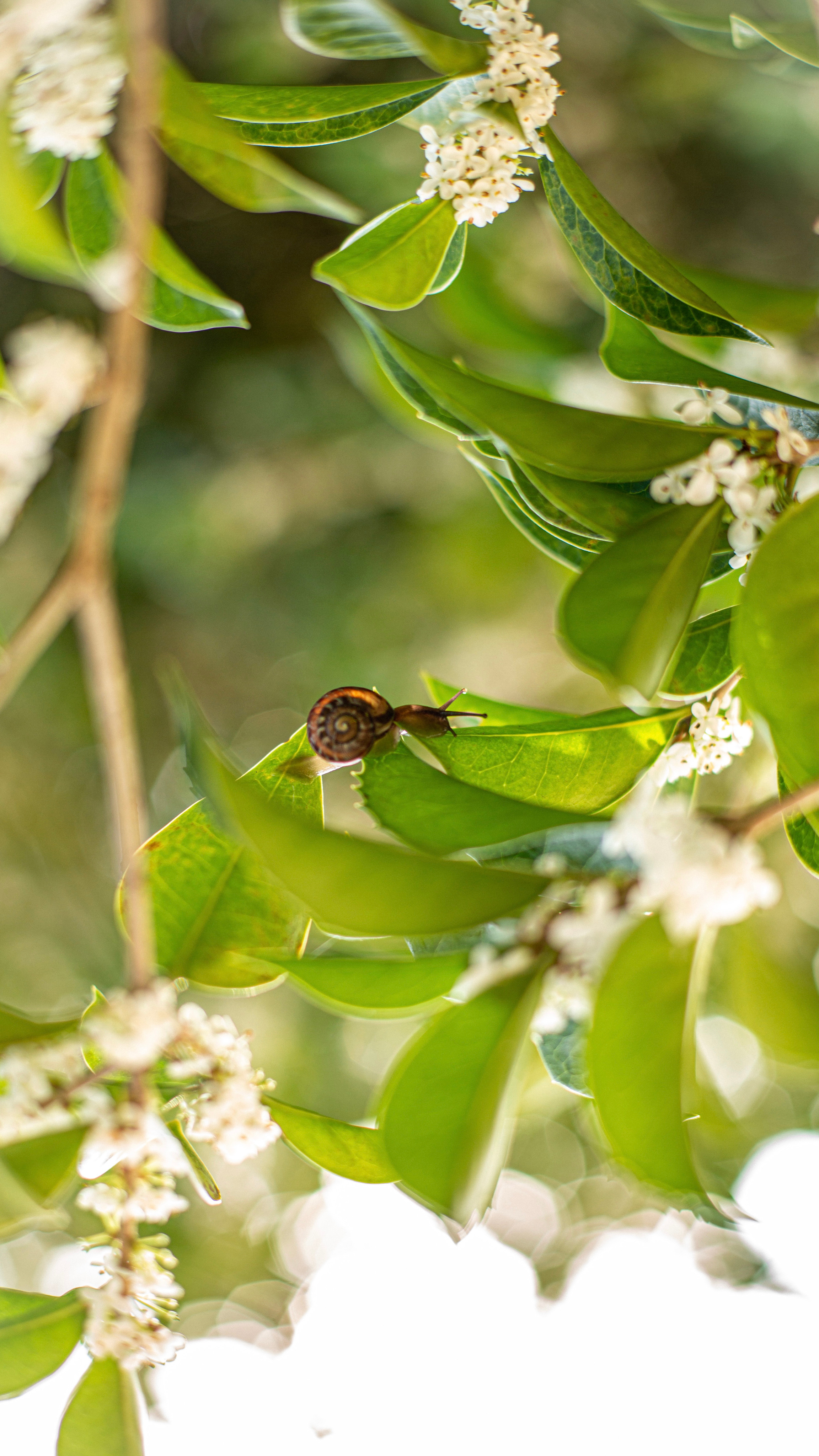 Растения 🍃. Главная