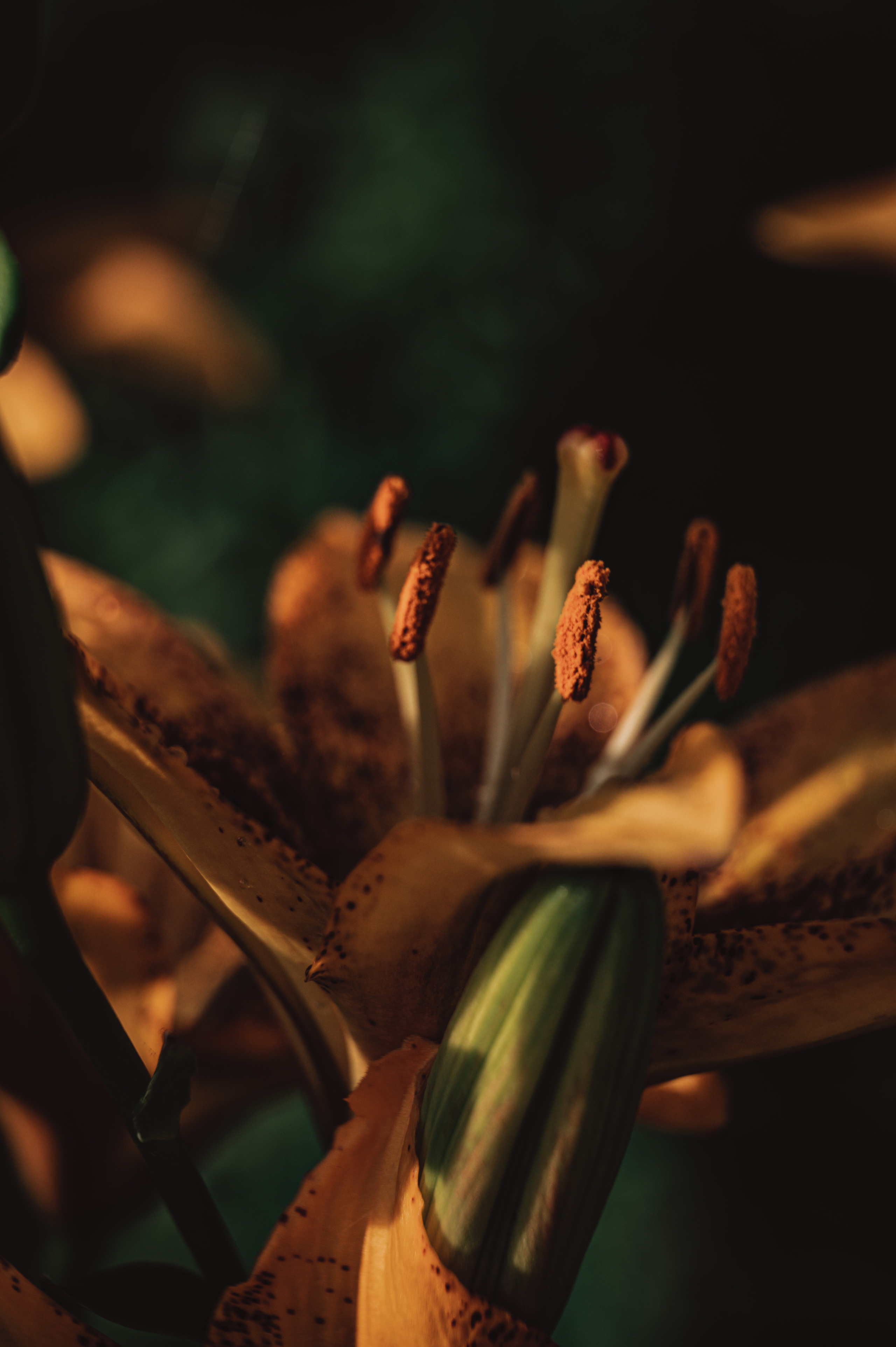 Растения 🍃. Главная