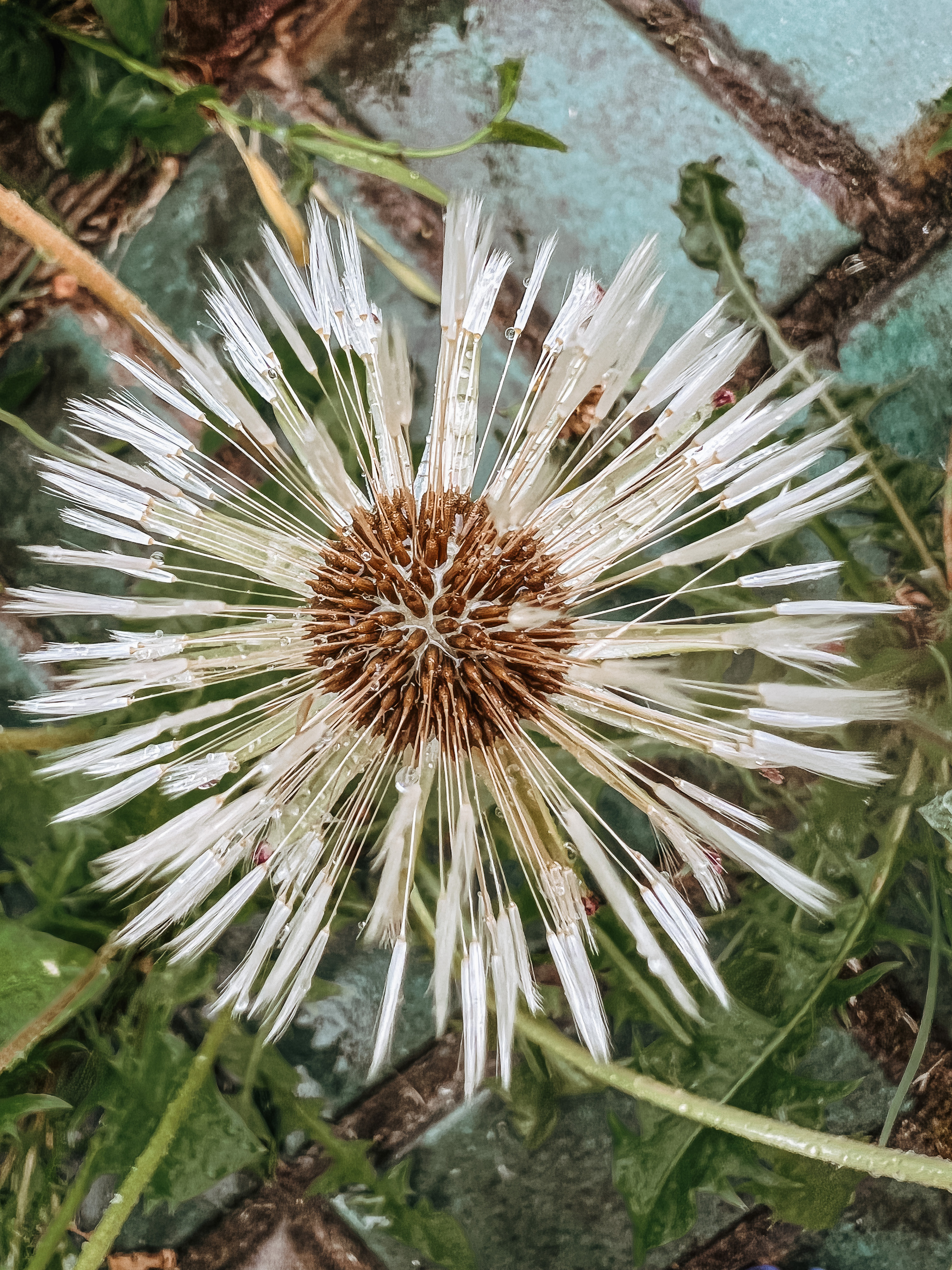 Растения 🍃. Главная