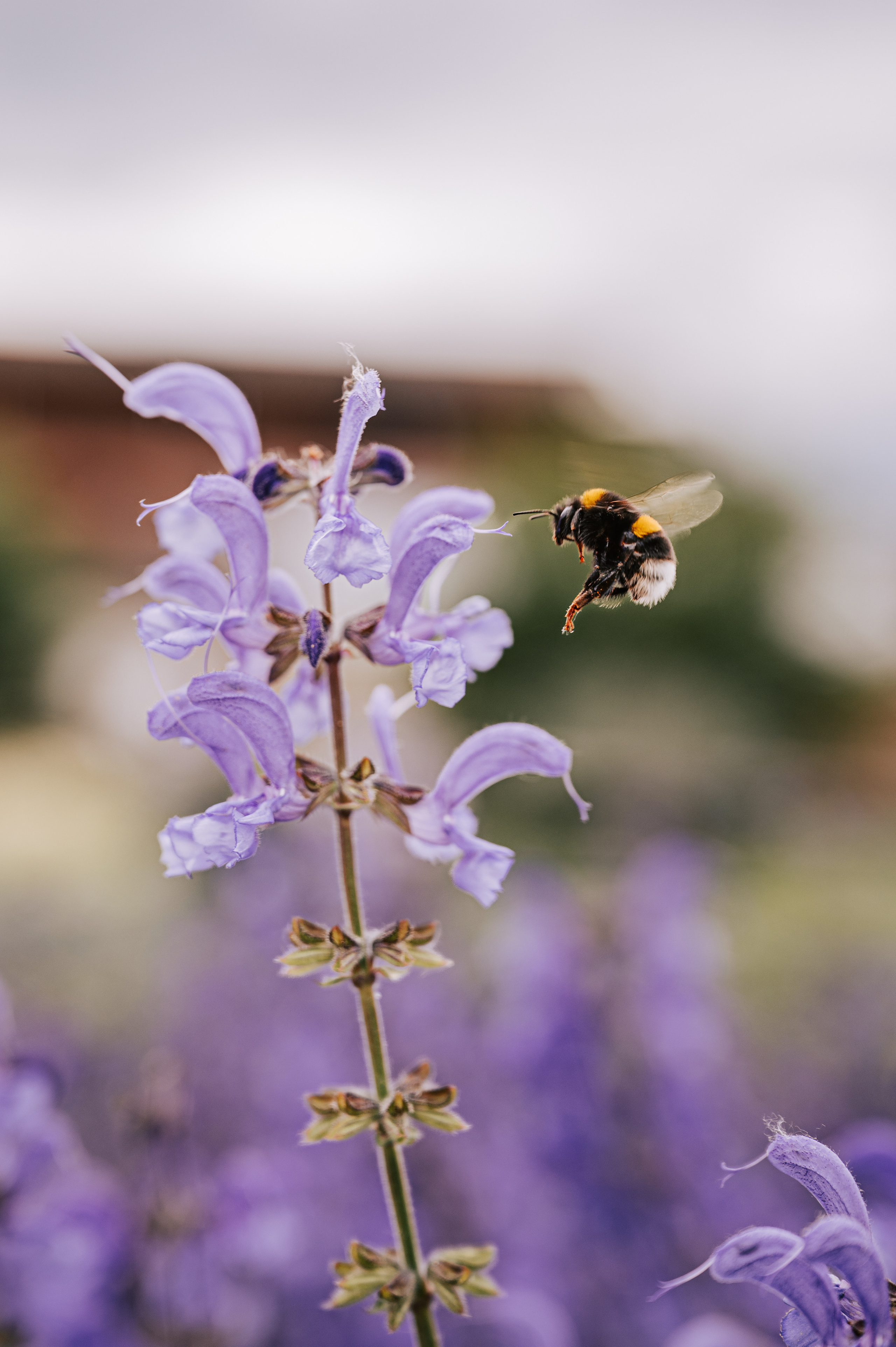 Растения 🍃. Главная