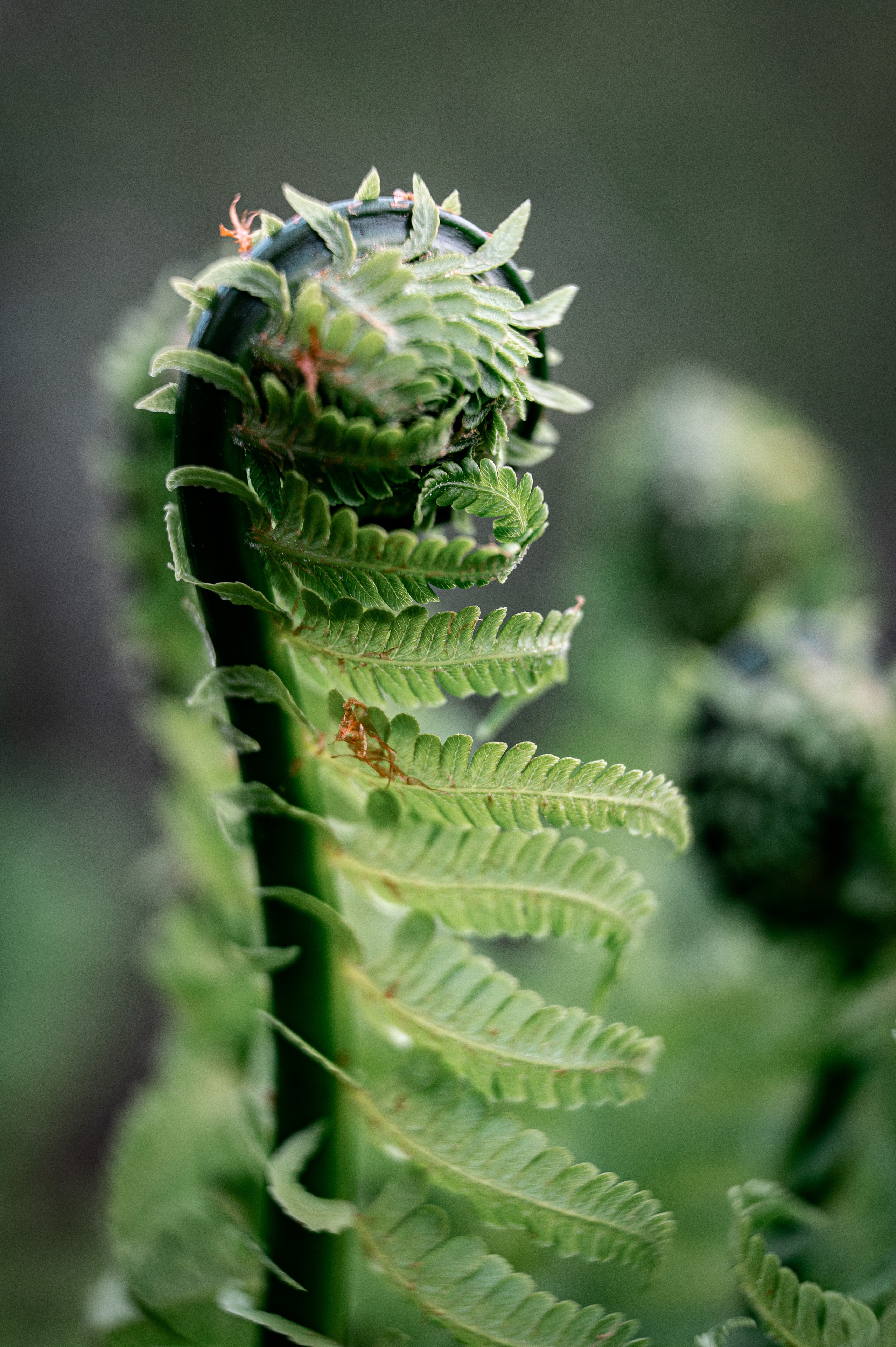 Растения 🍃. Главная