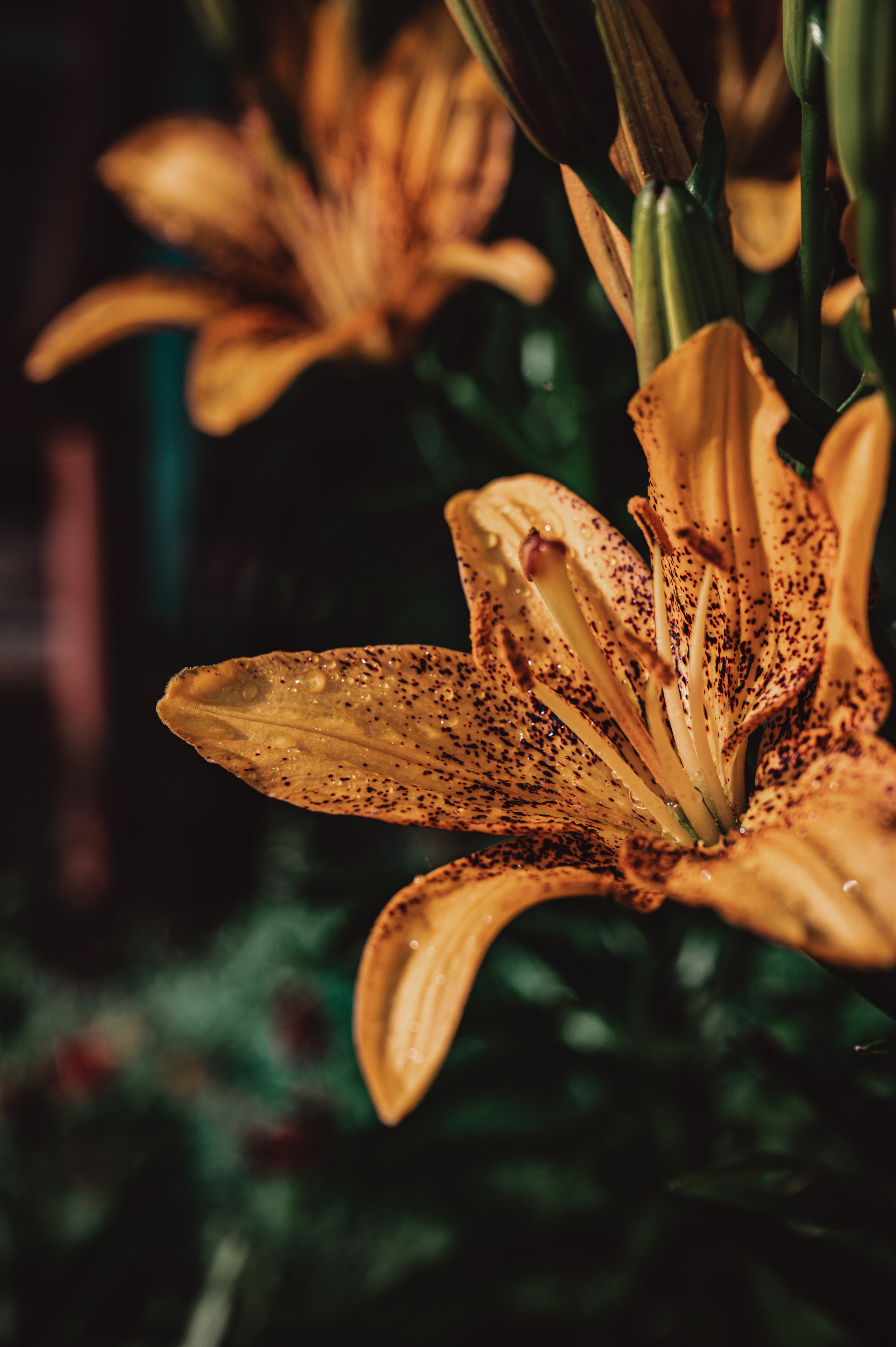 Растения 🍃. Главная