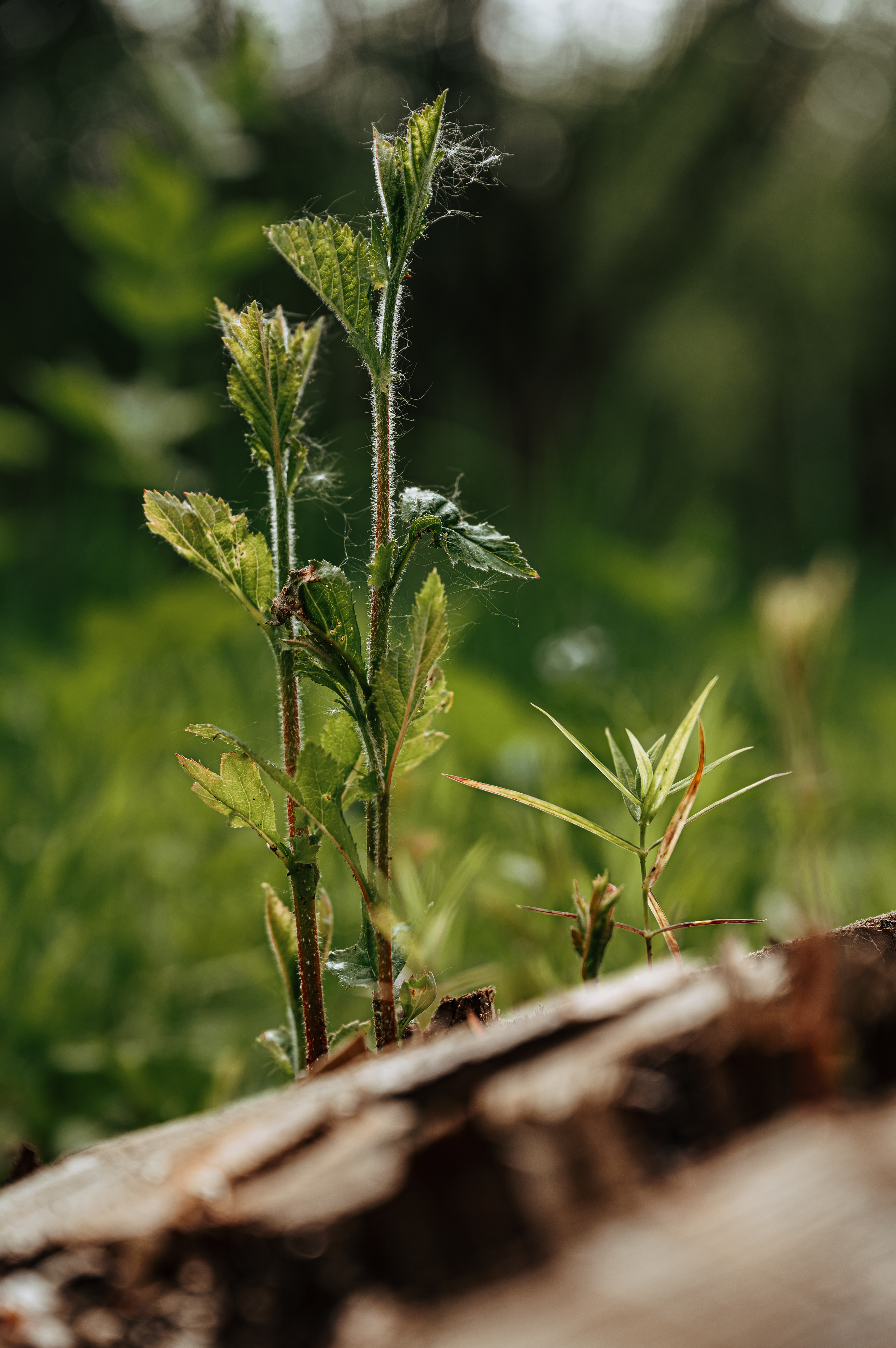 Растения 🍃. Главная