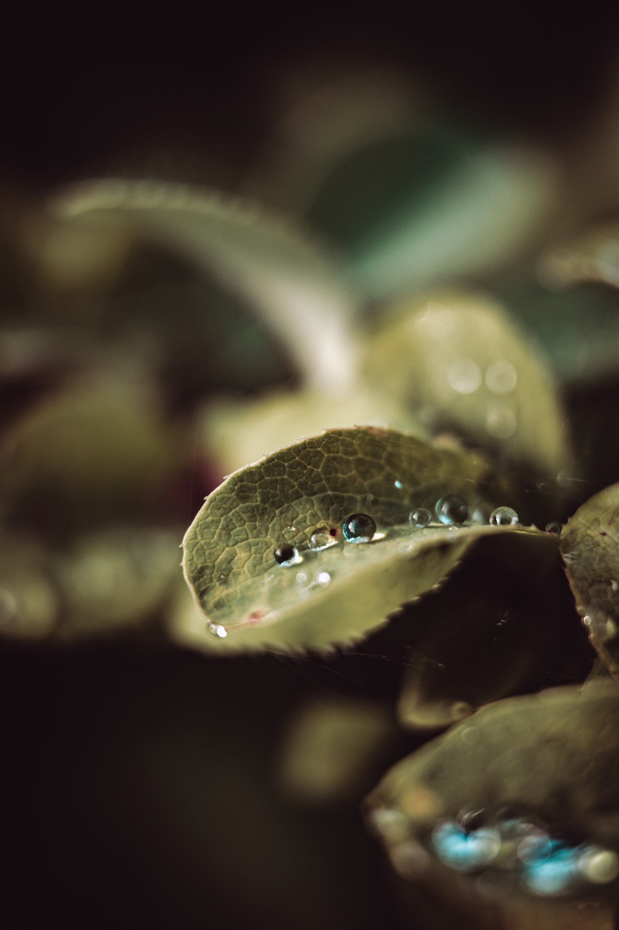 Растения 🍃. Главная