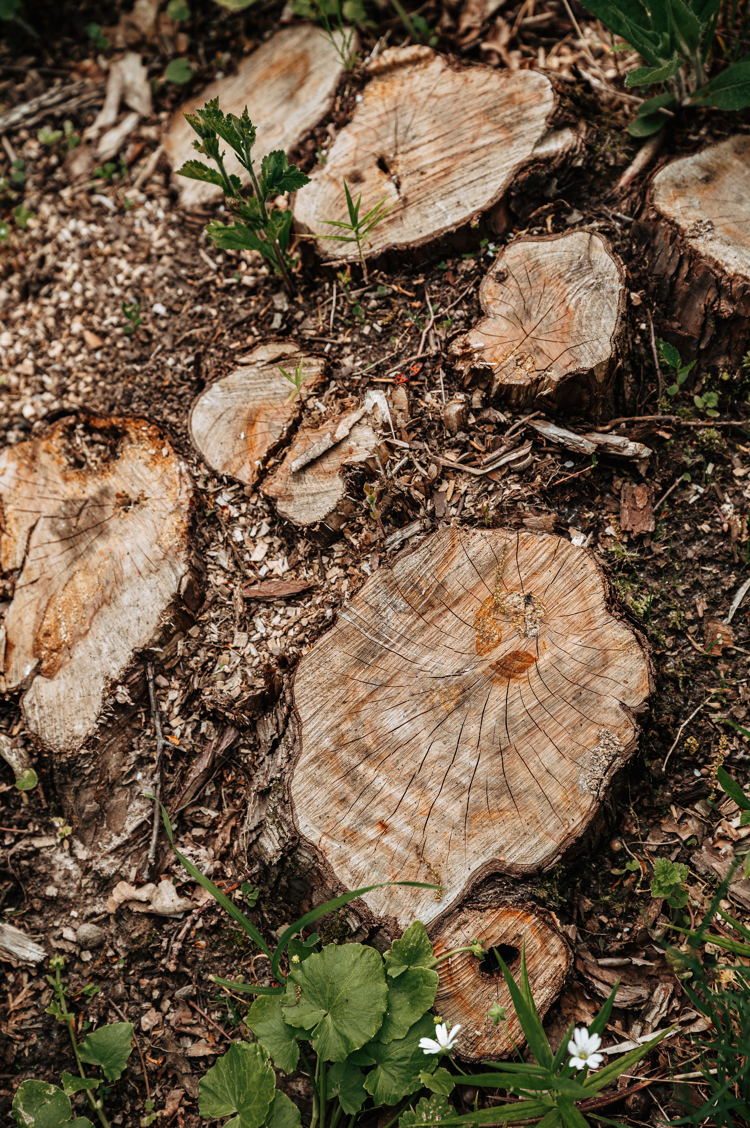 Растения 🍃. Главная