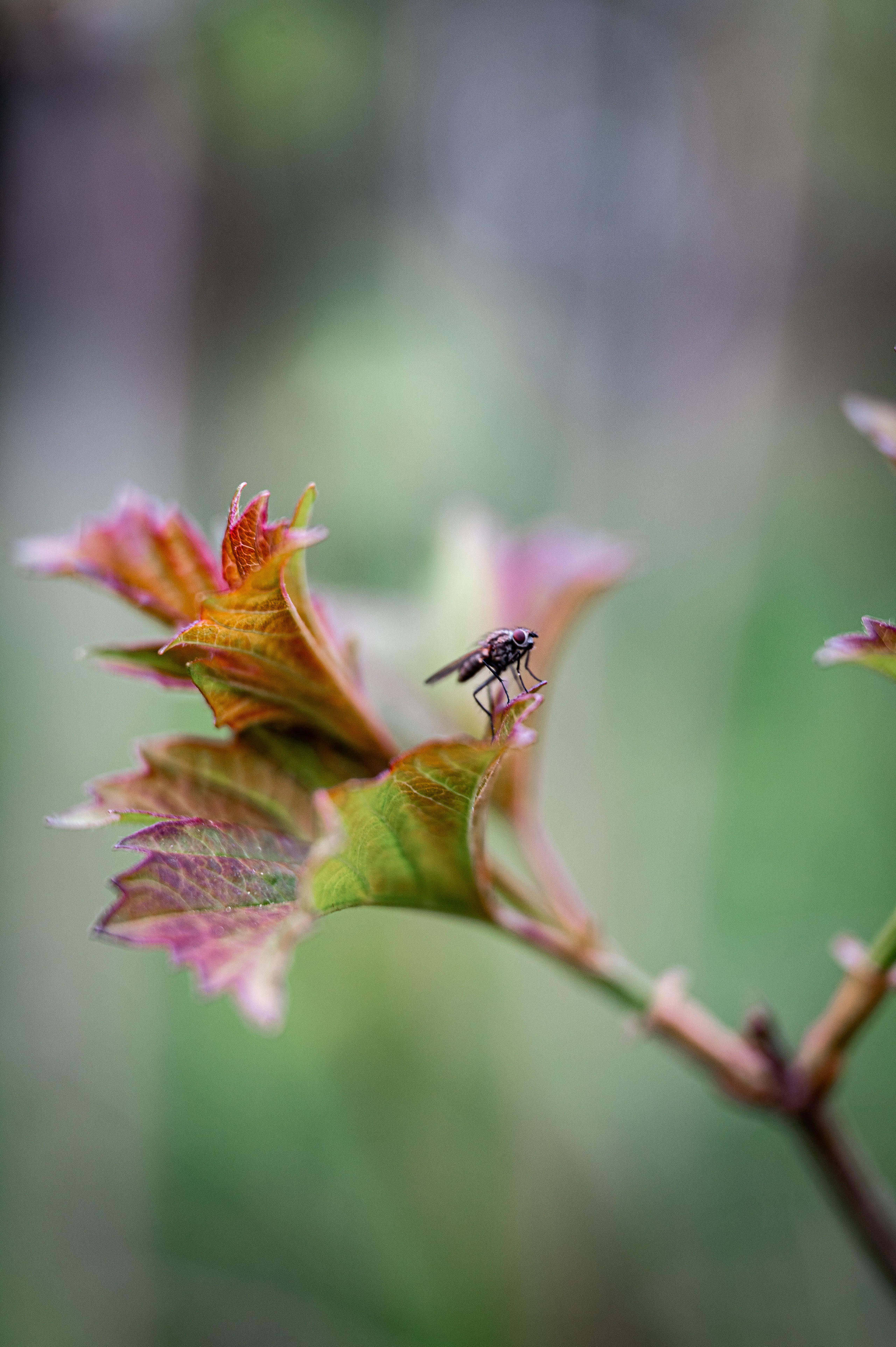 Растения 🍃. Главная