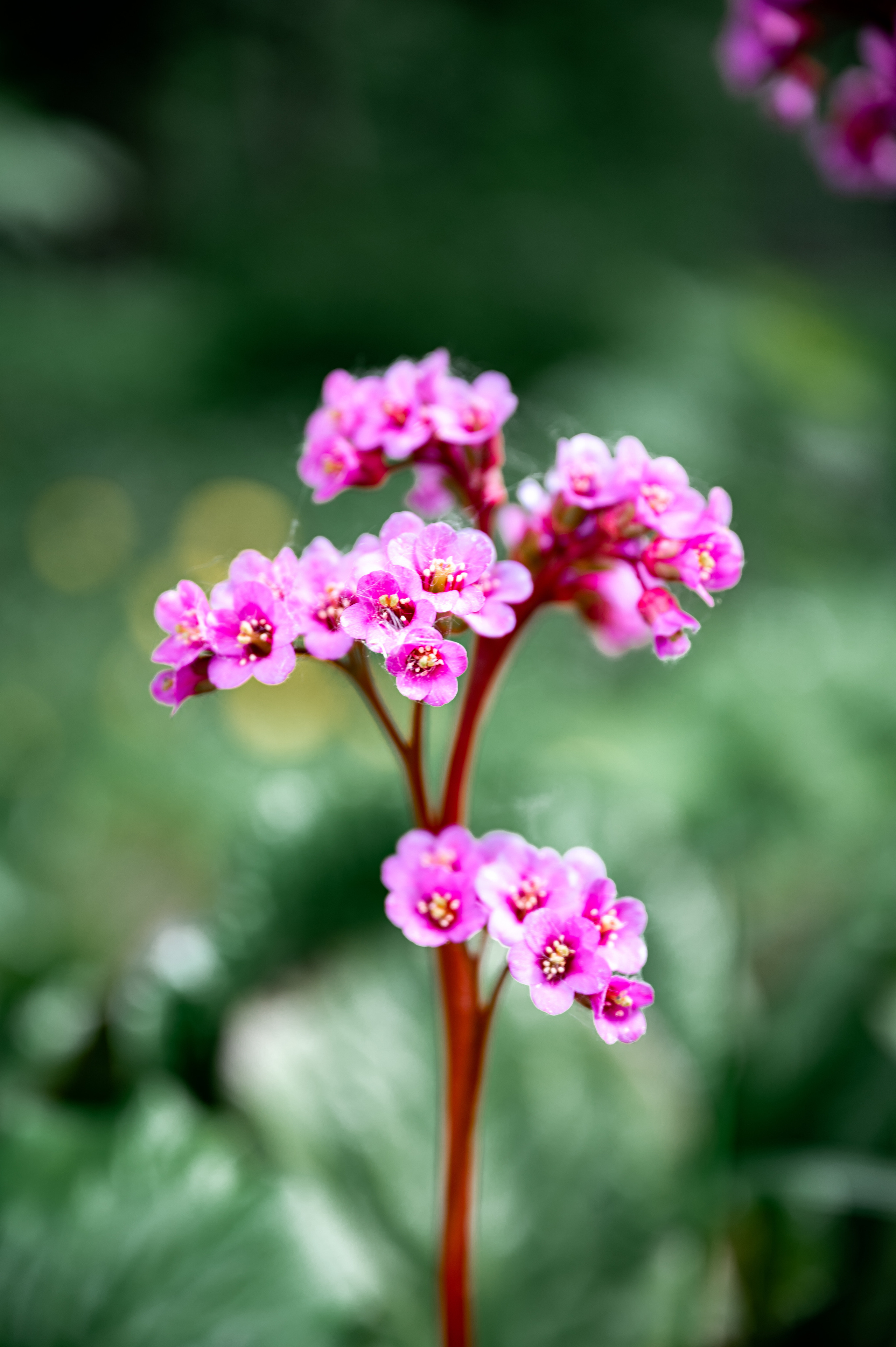 Растения 🍃. Главная