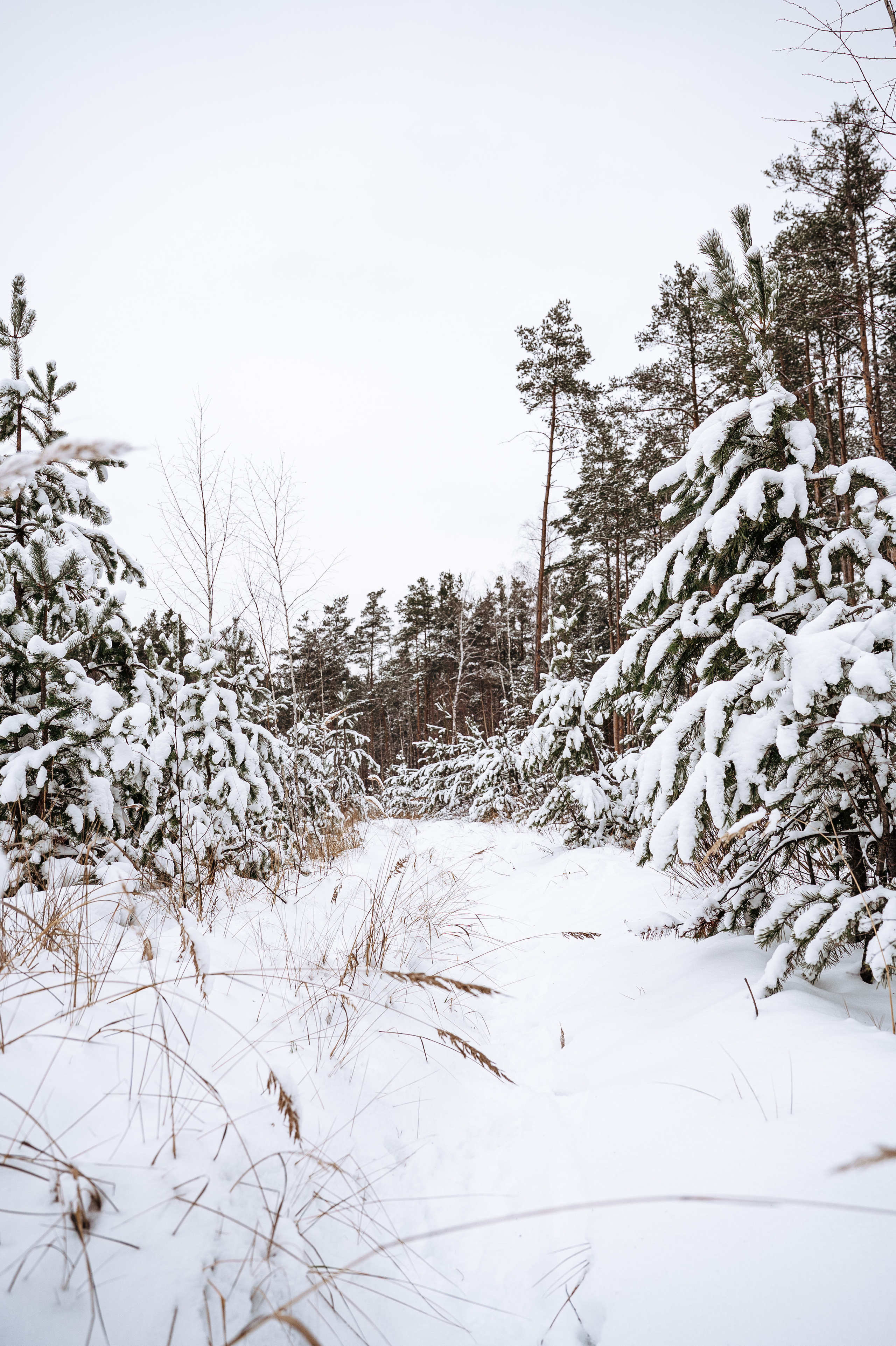 Растения 🍃. Главная