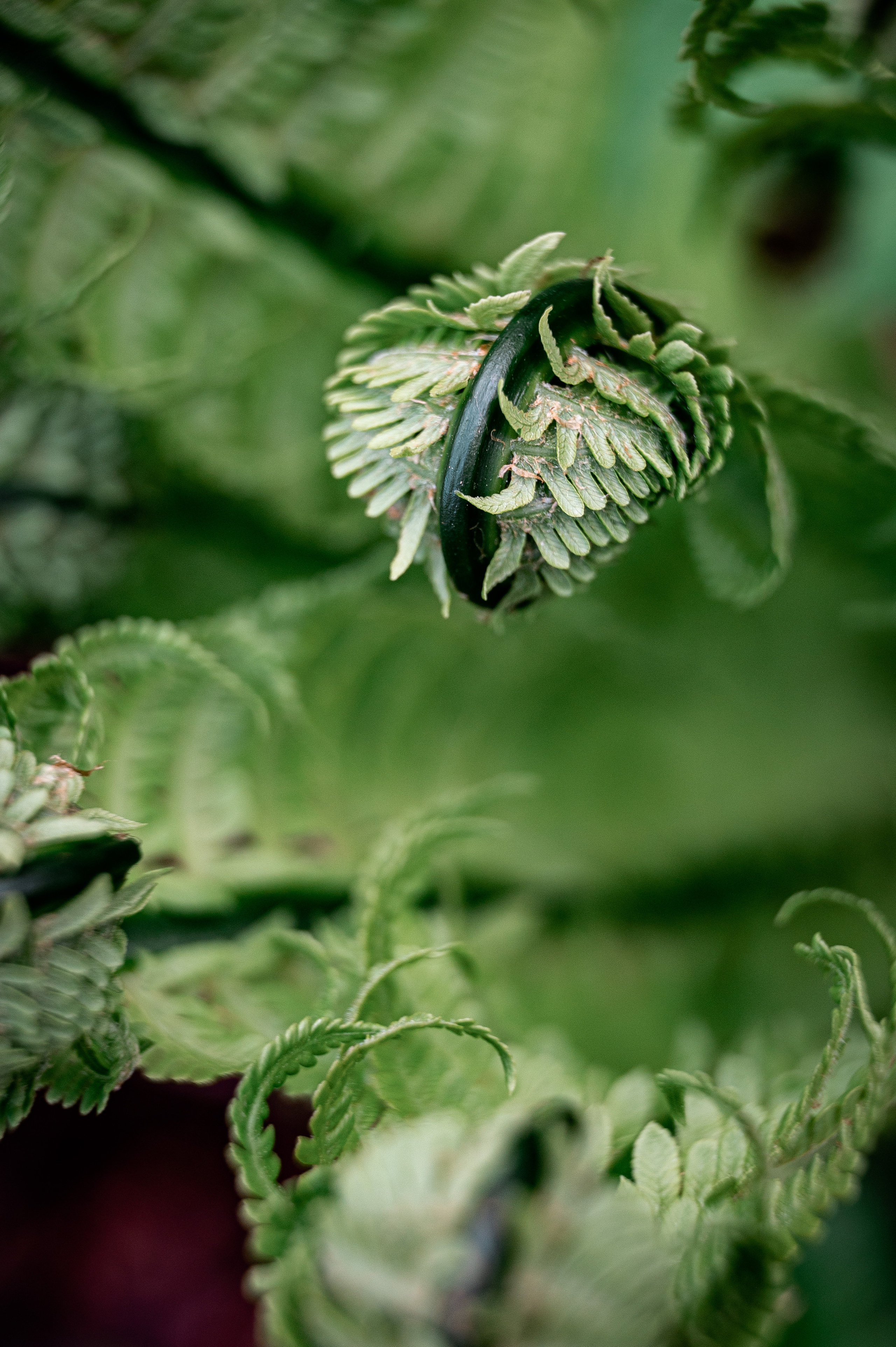 Растения 🍃. Главная