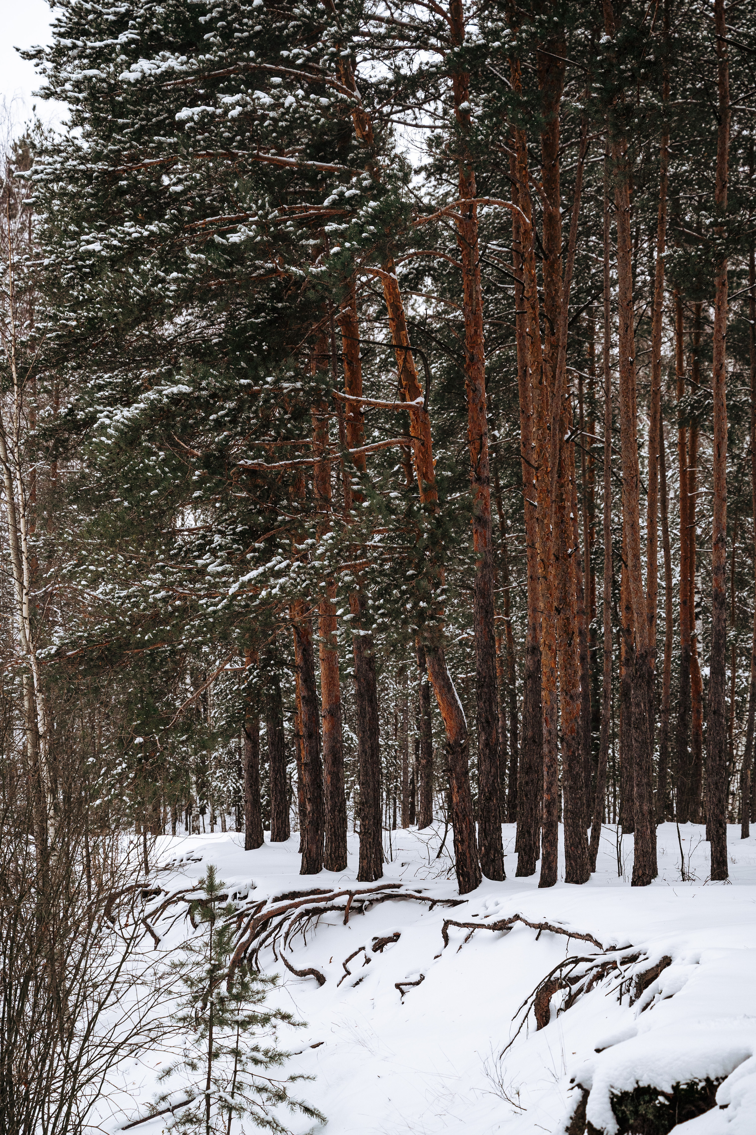 Растения 🍃. Главная