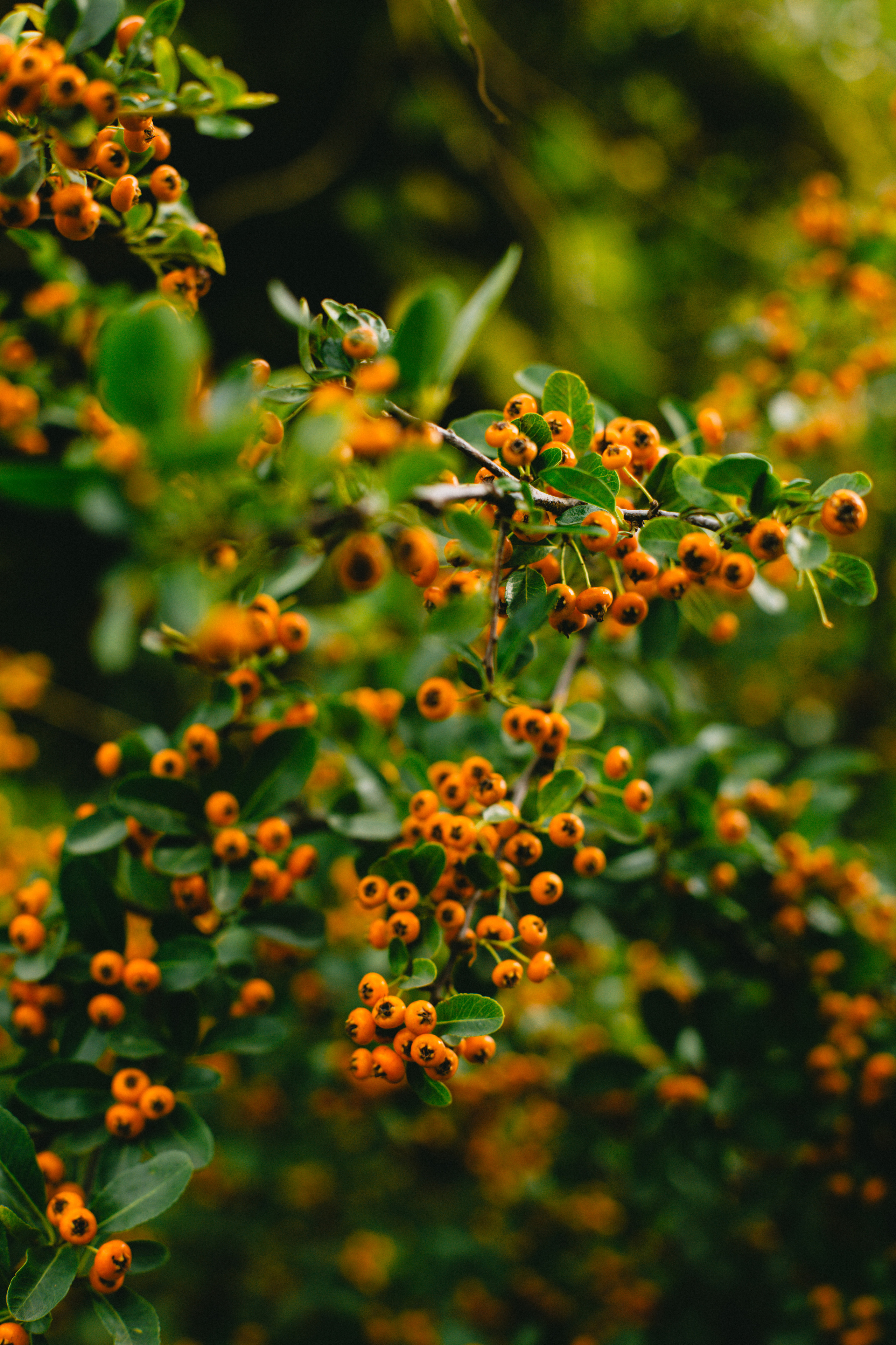 Растения 🍃. Главная