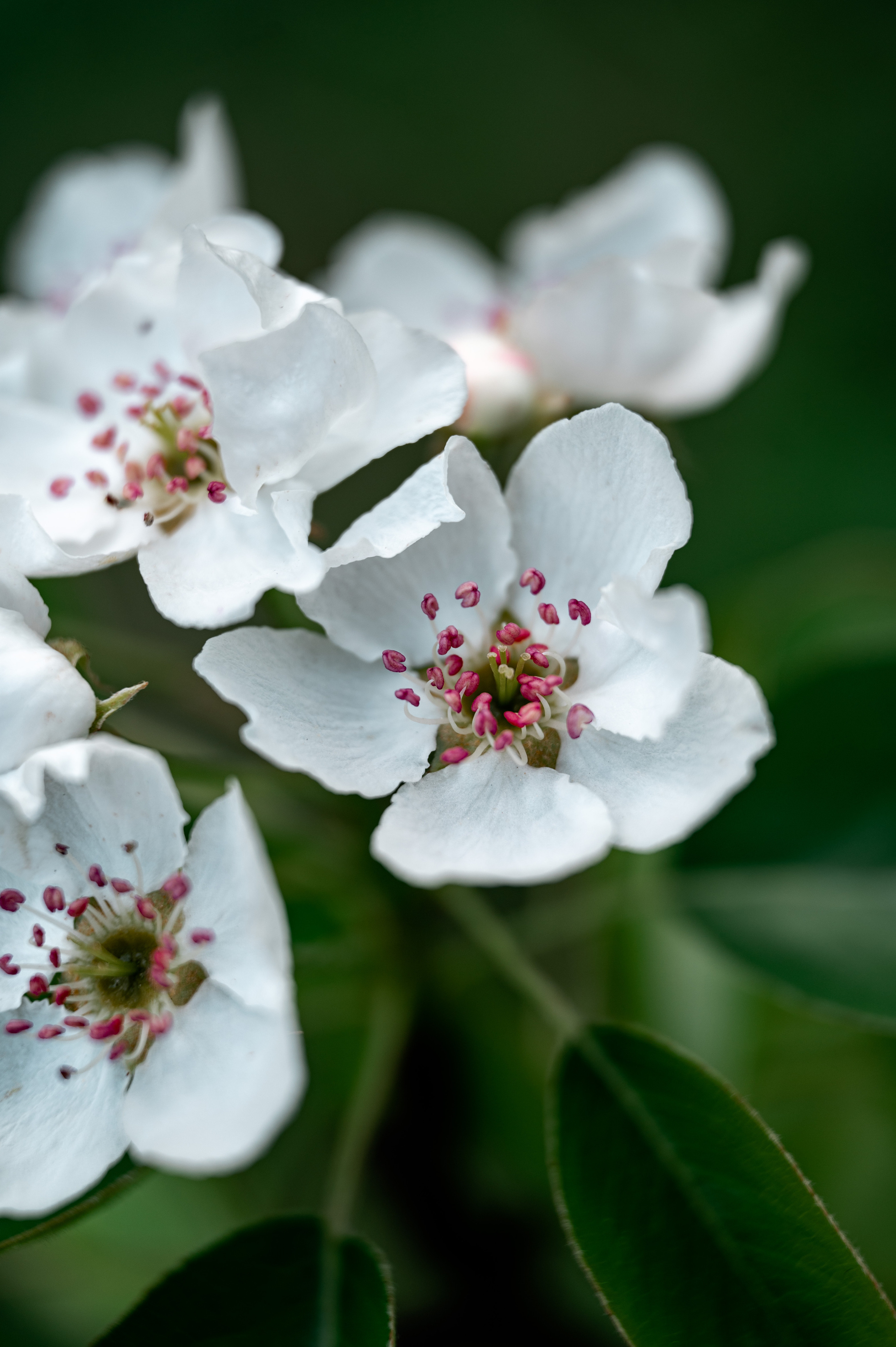 Растения 🍃. Главная