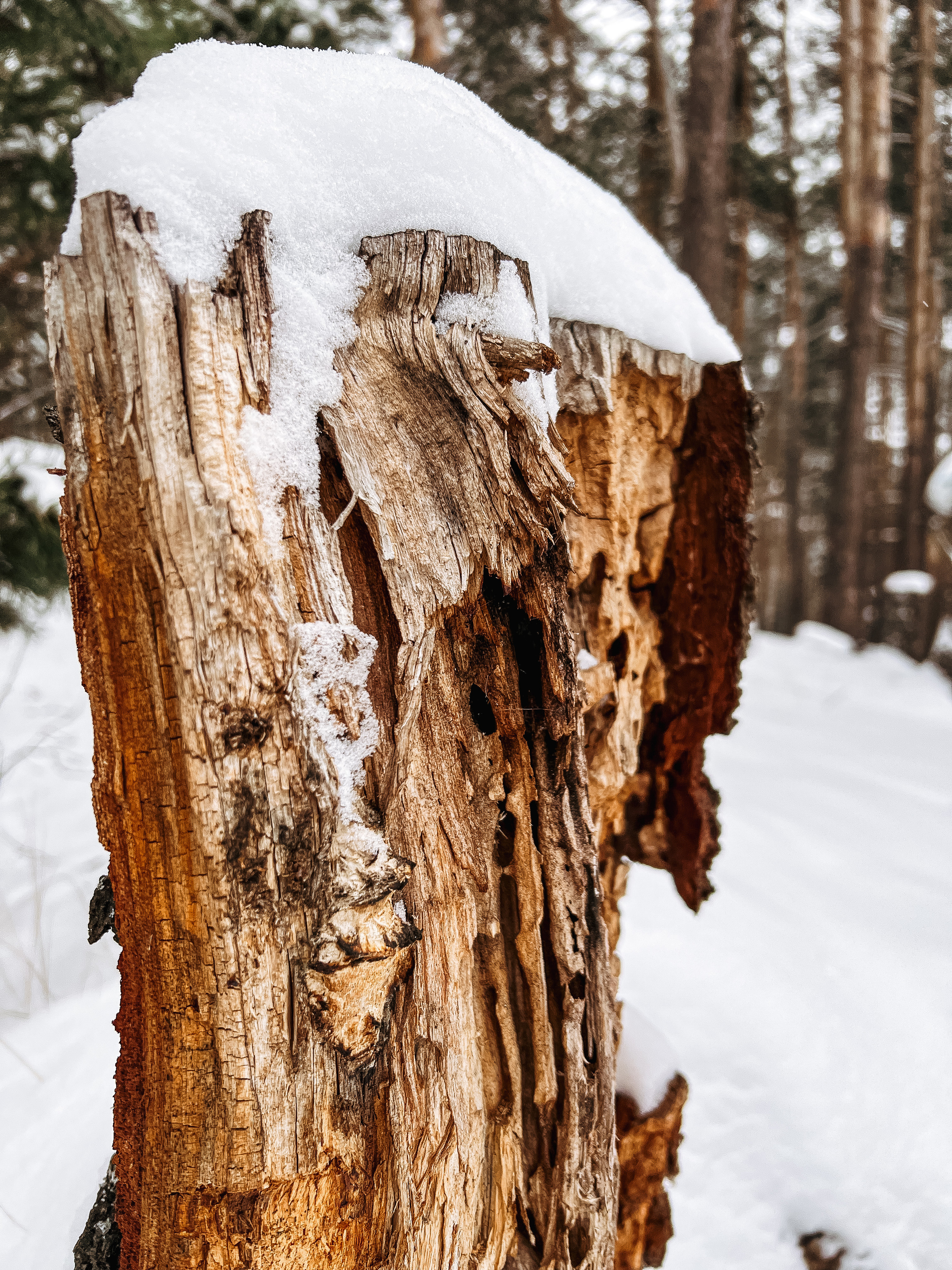 Растения 🍃. Главная