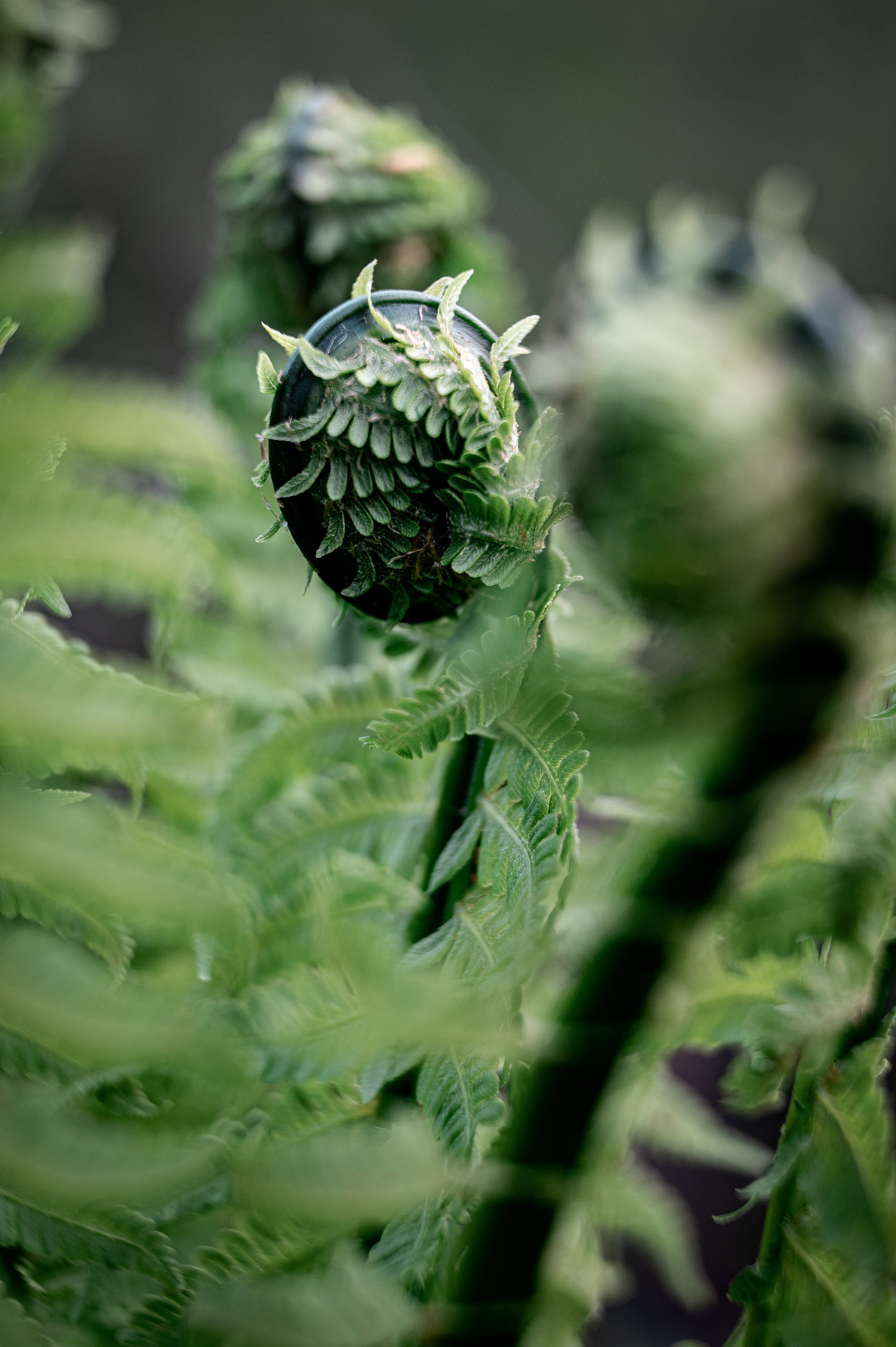 Растения 🍃. Главная