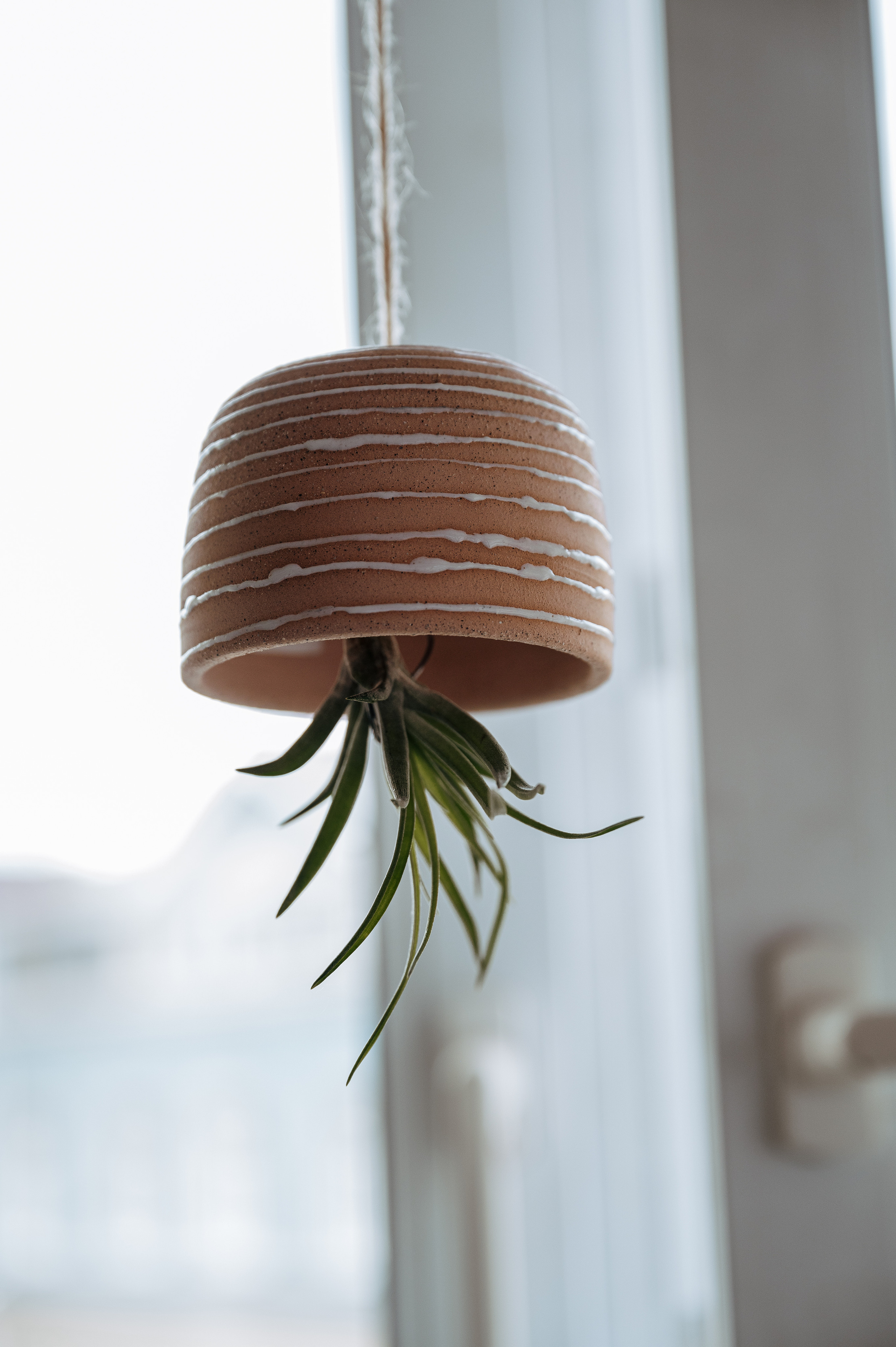 Растения 🍃. Главная