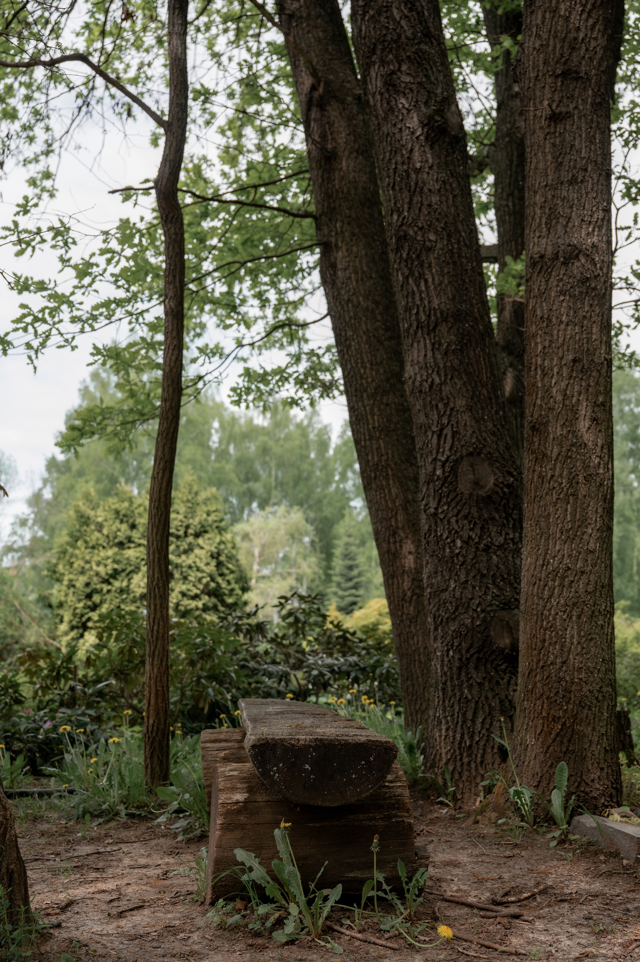 Растения 🍃. Главная