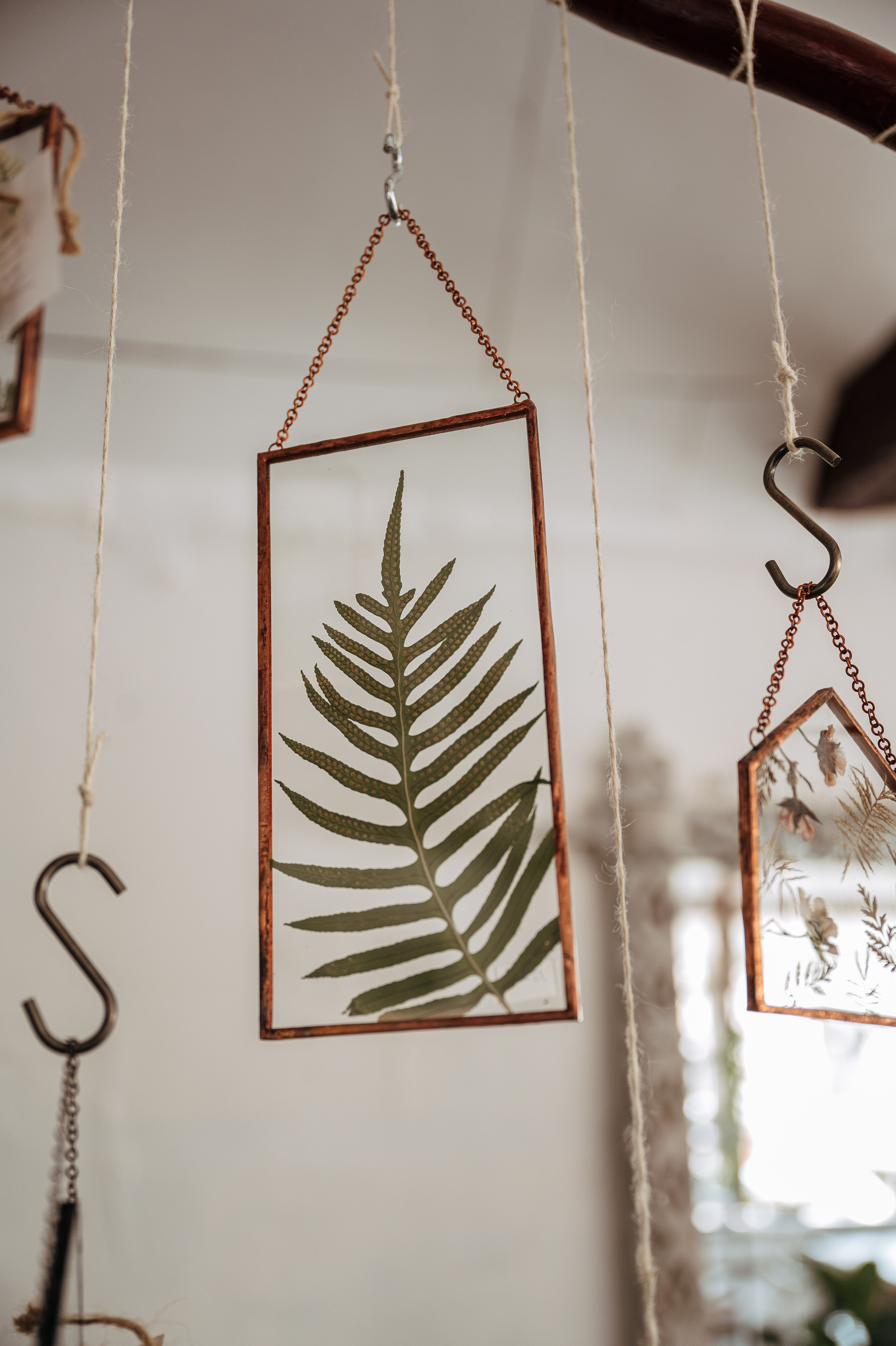 Растения 🍃. Главная