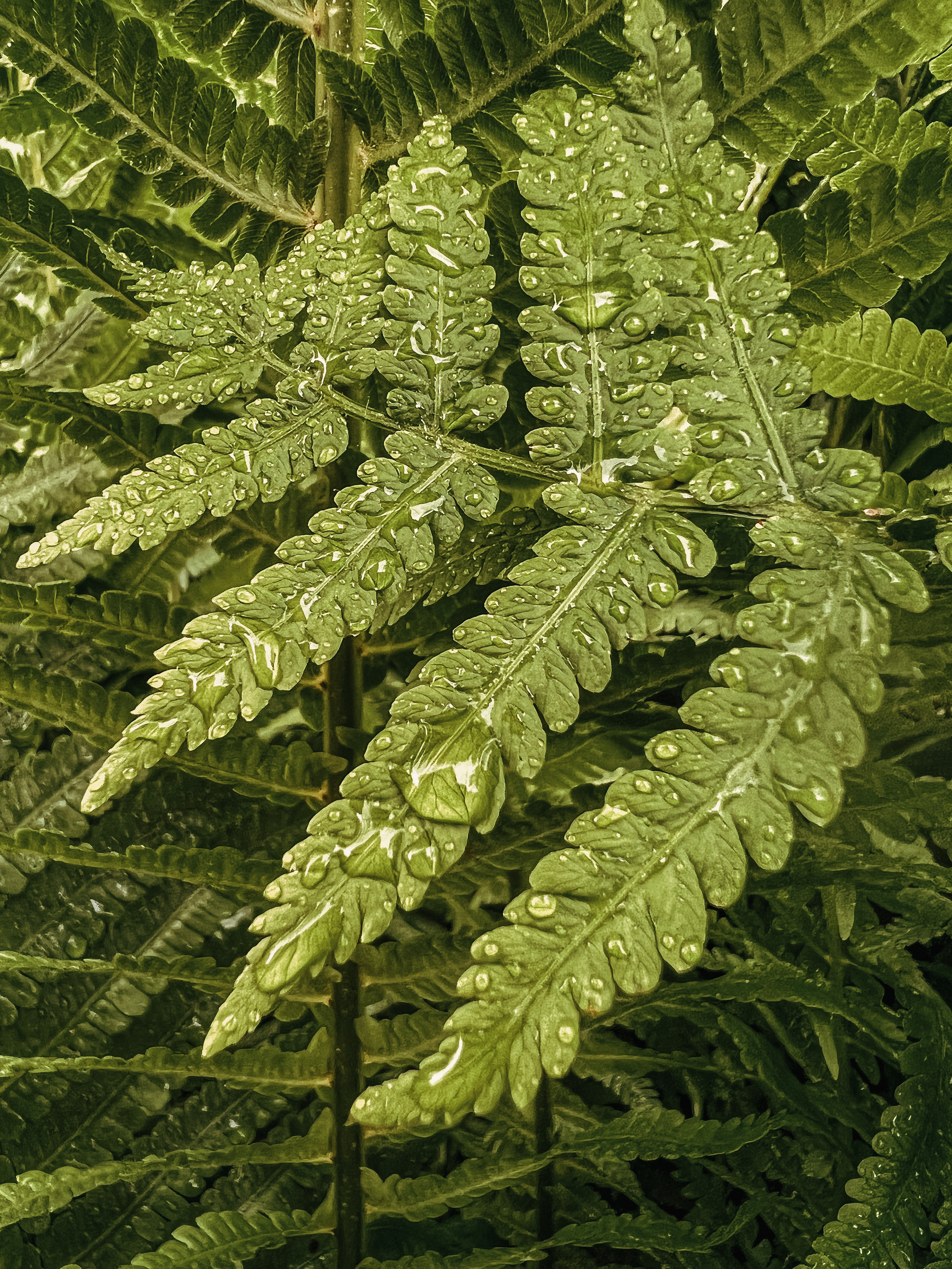 Растения 🍃. Главная