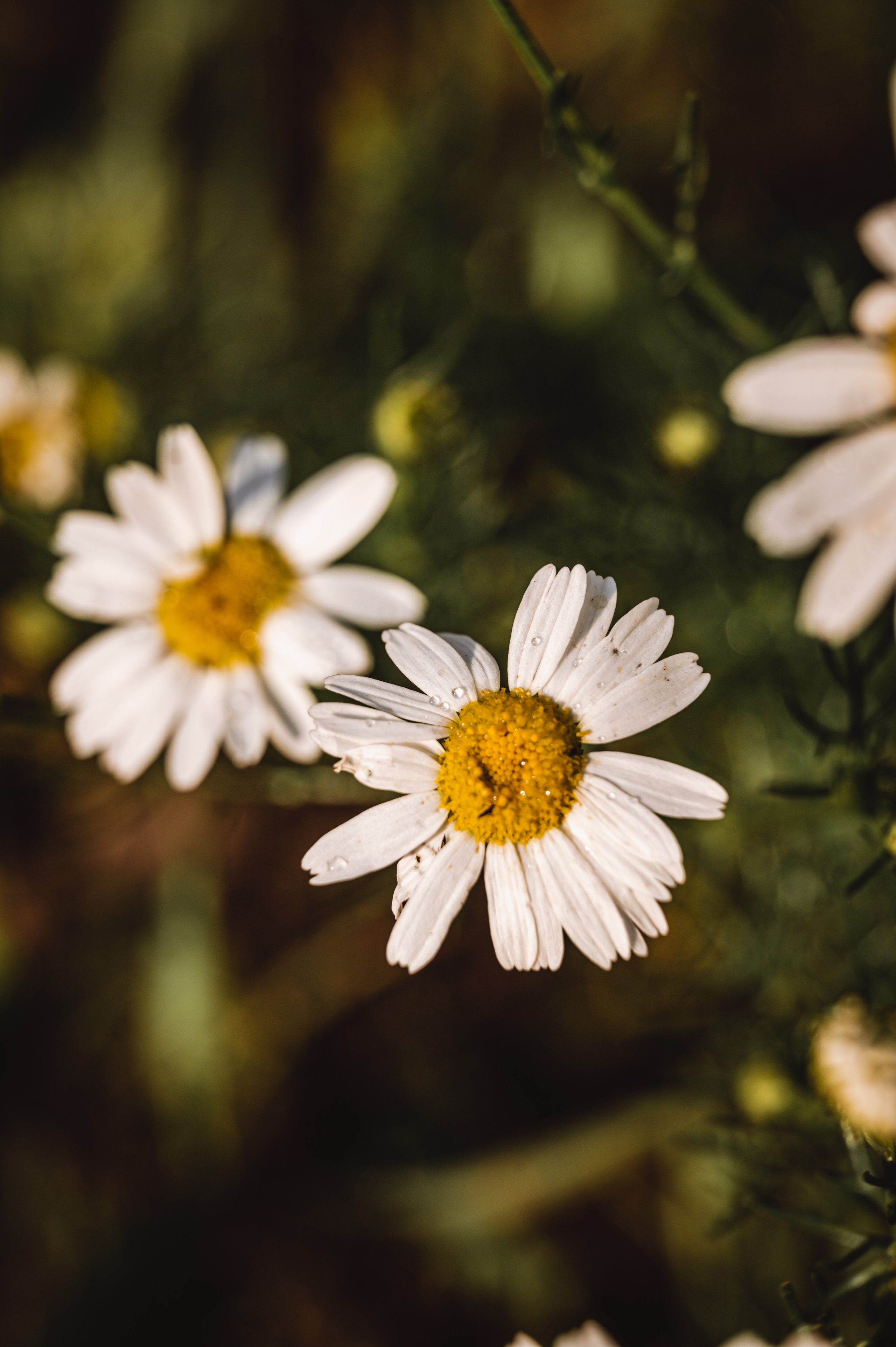 Растения 🍃. Главная