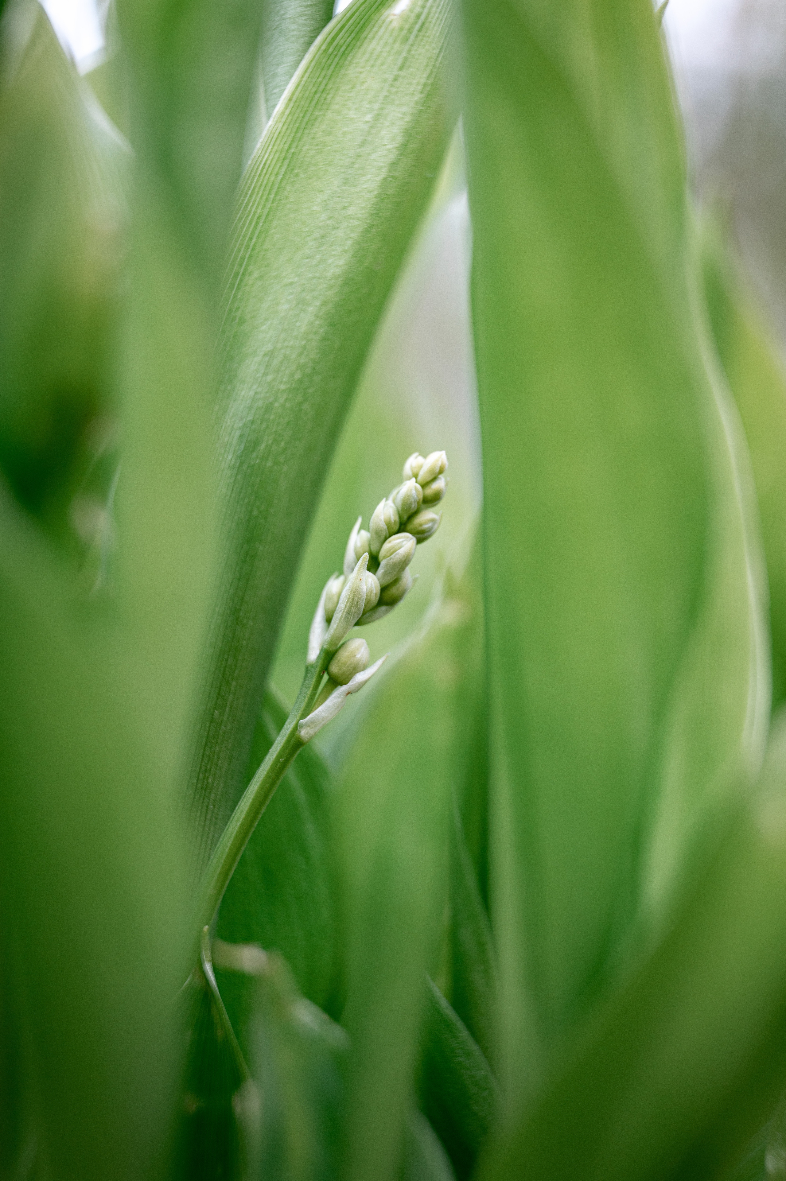 Растения 🍃. Главная