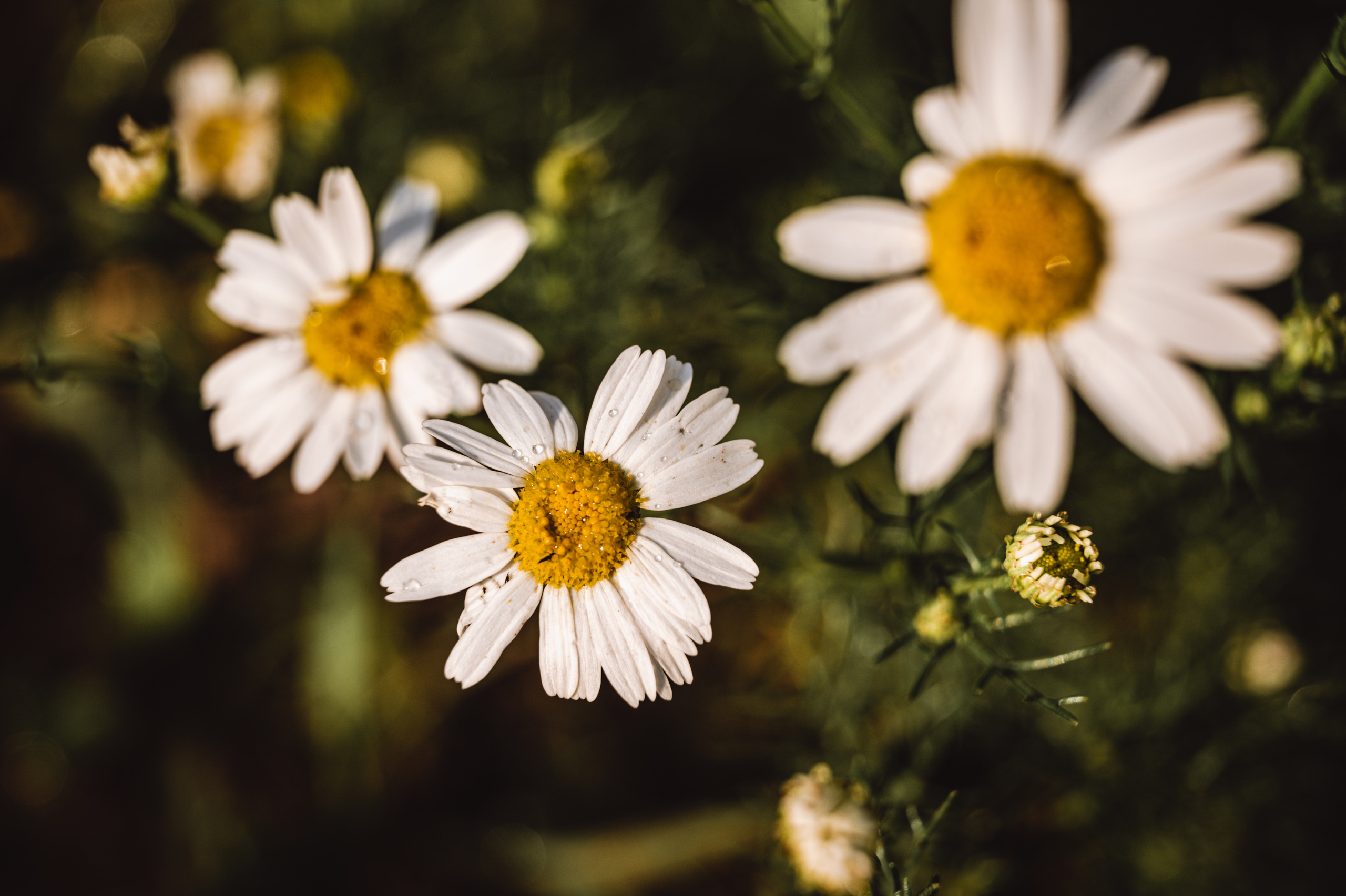 Растения 🍃. Главная