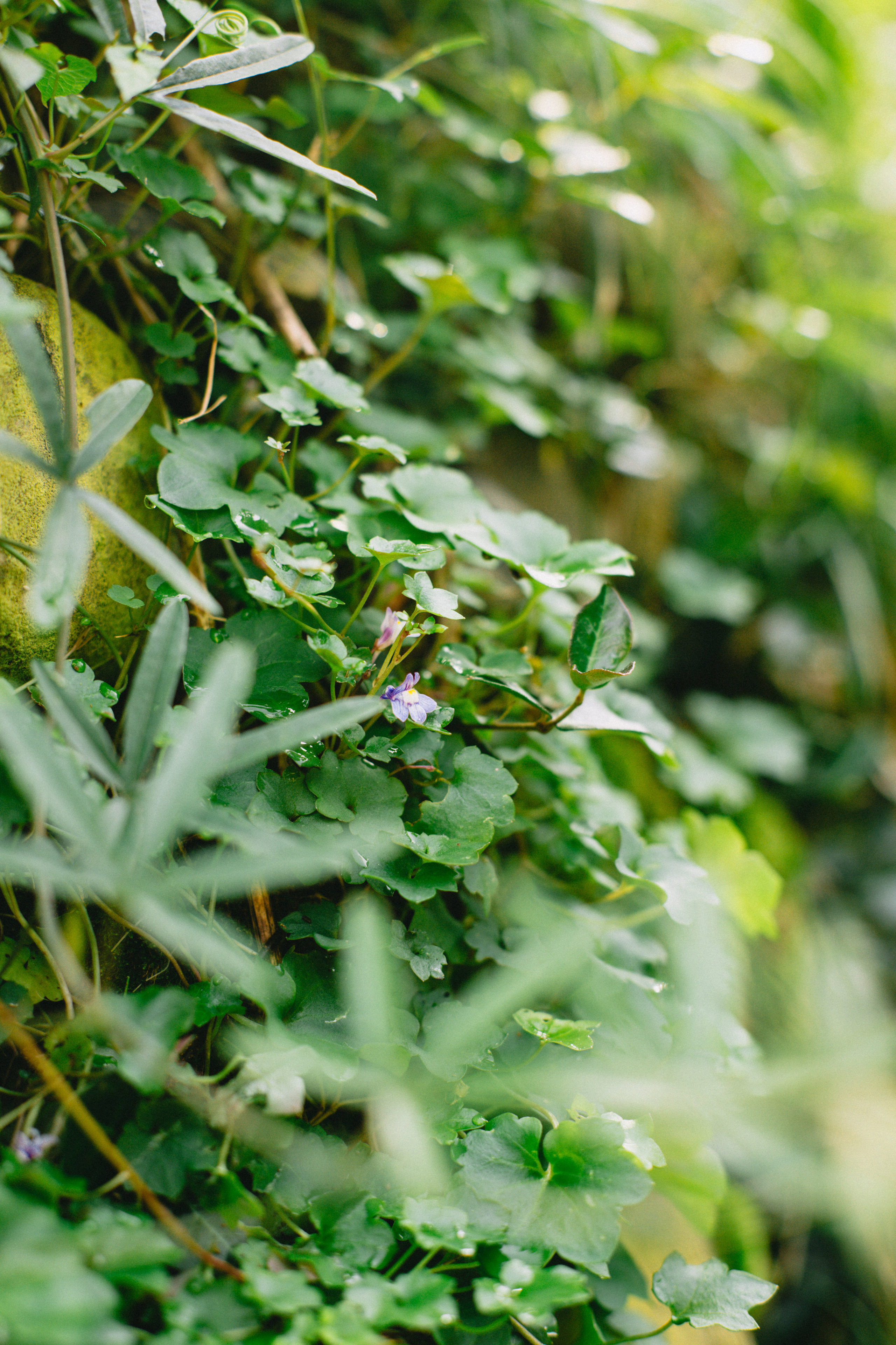 Растения 🍃. Главная