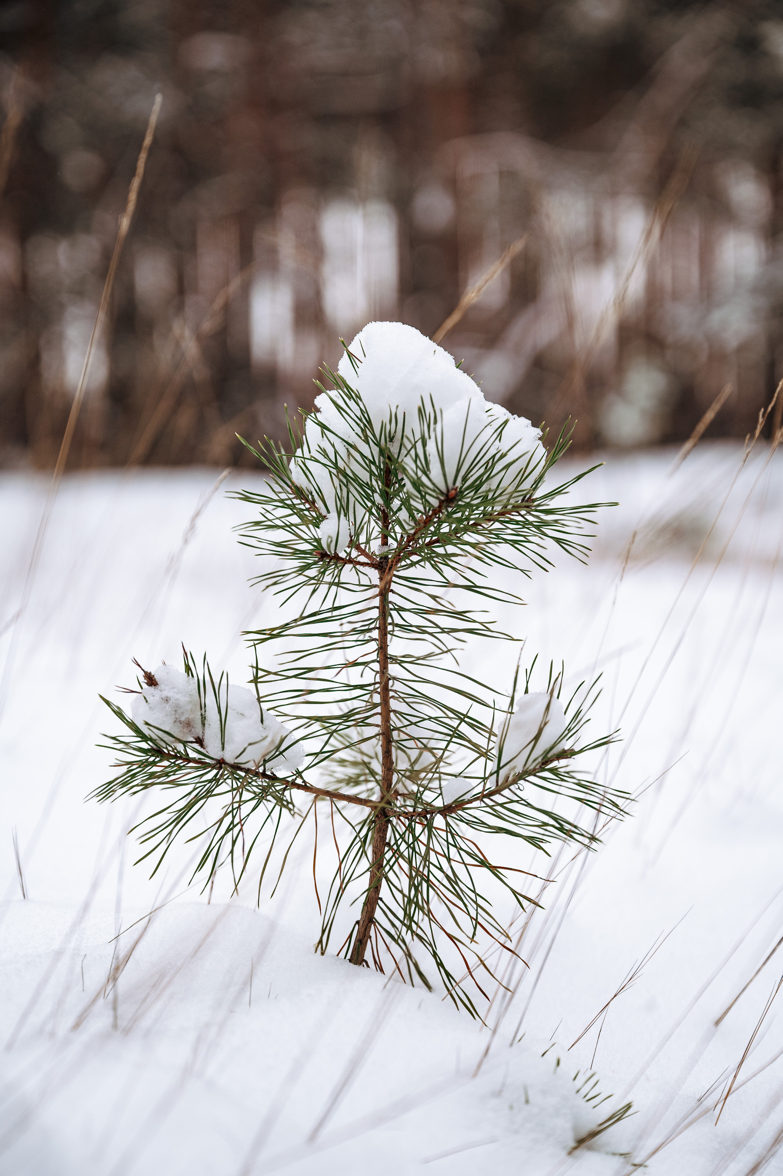 Растения 🍃. Главная