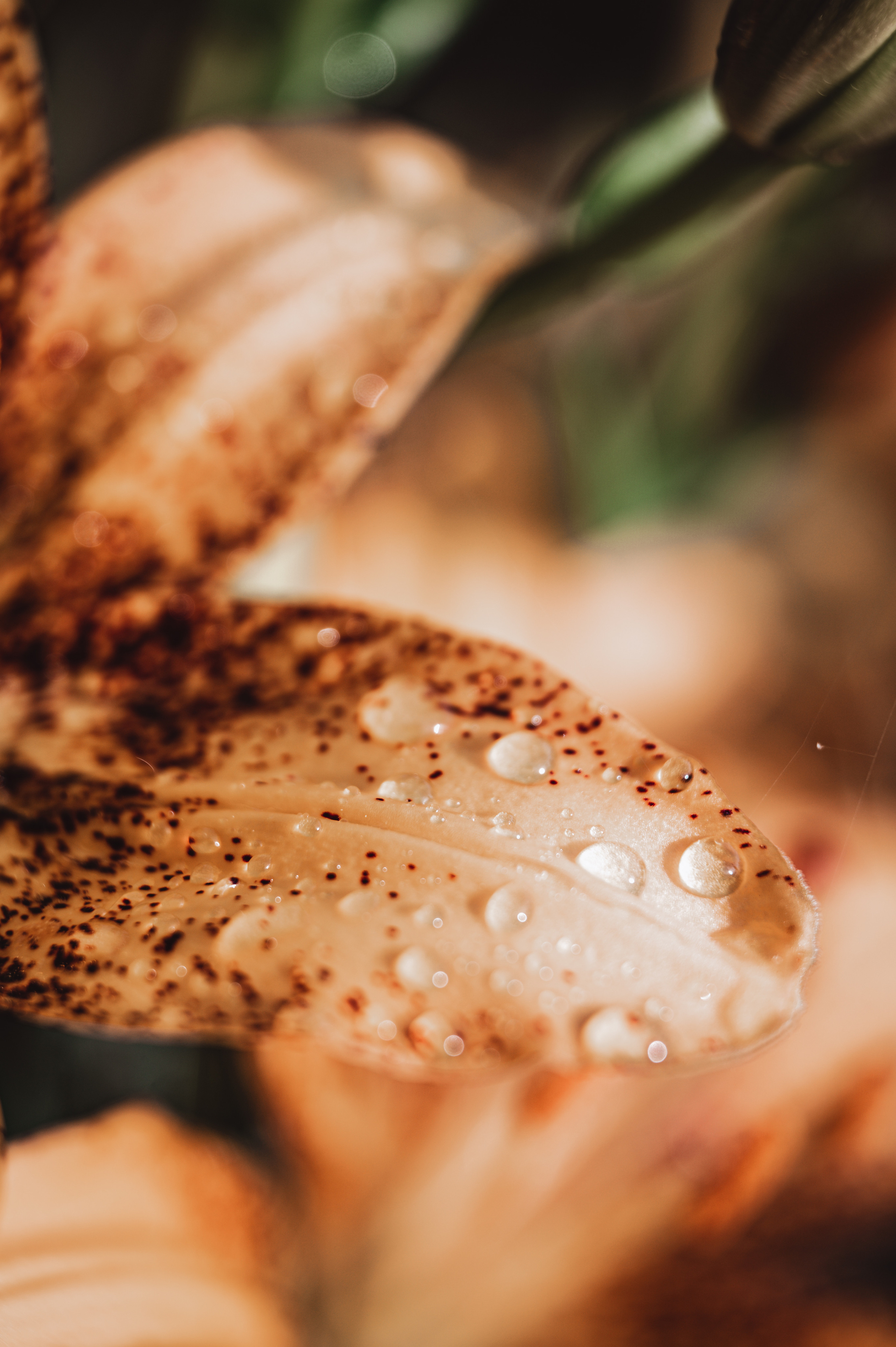 Растения 🍃. Главная