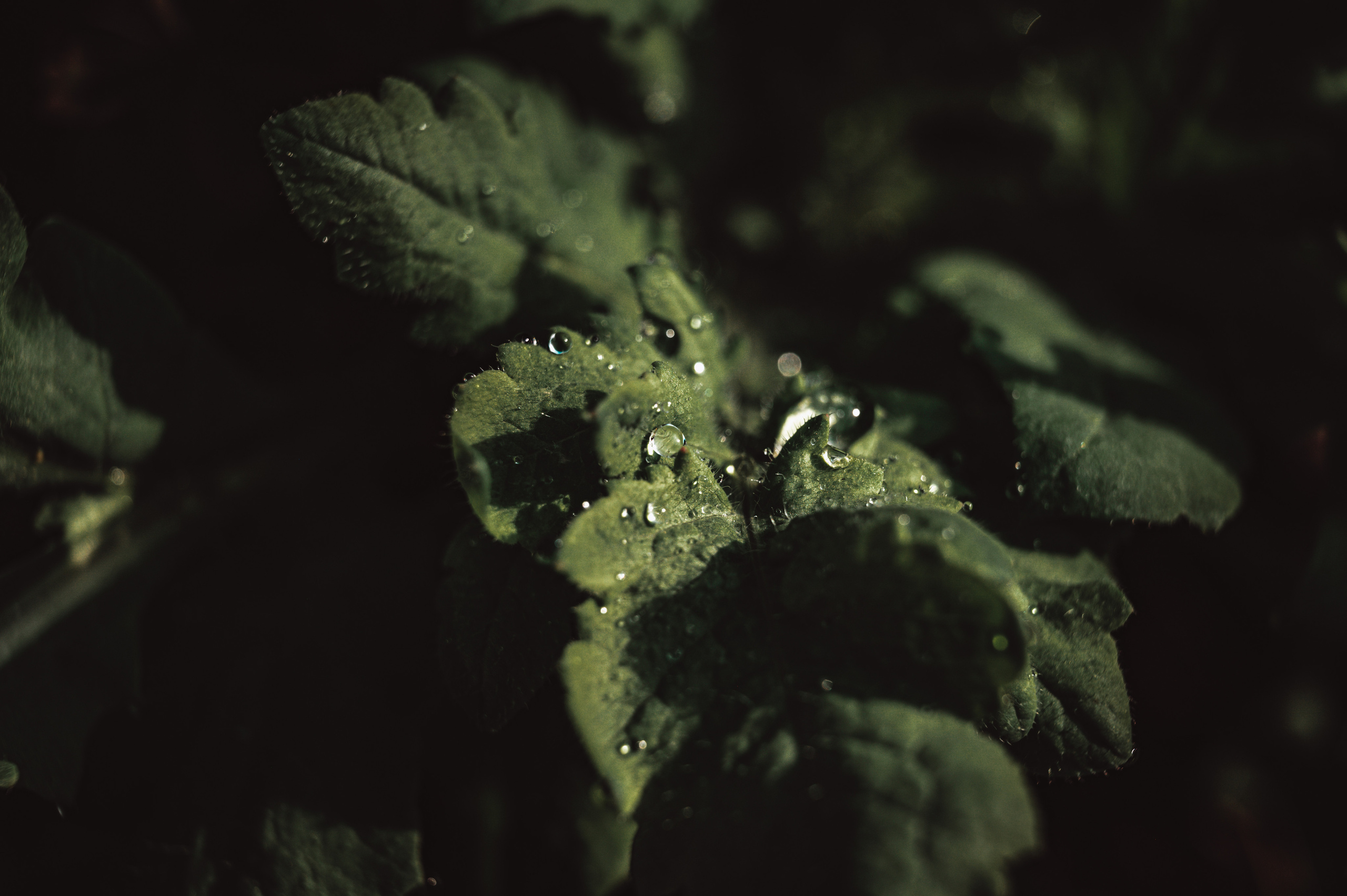 Растения 🍃. Главная