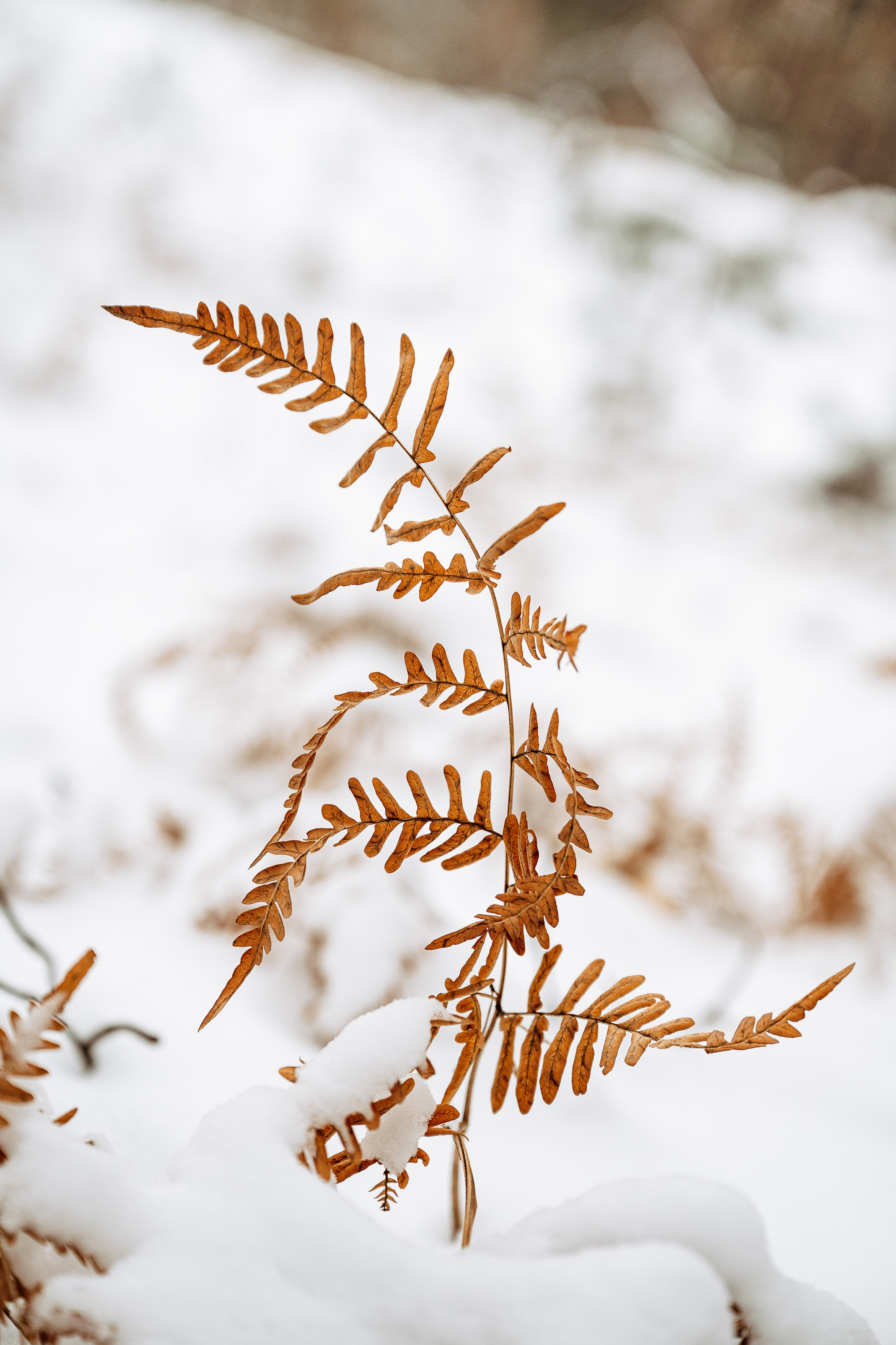 Растения 🍃. Главная