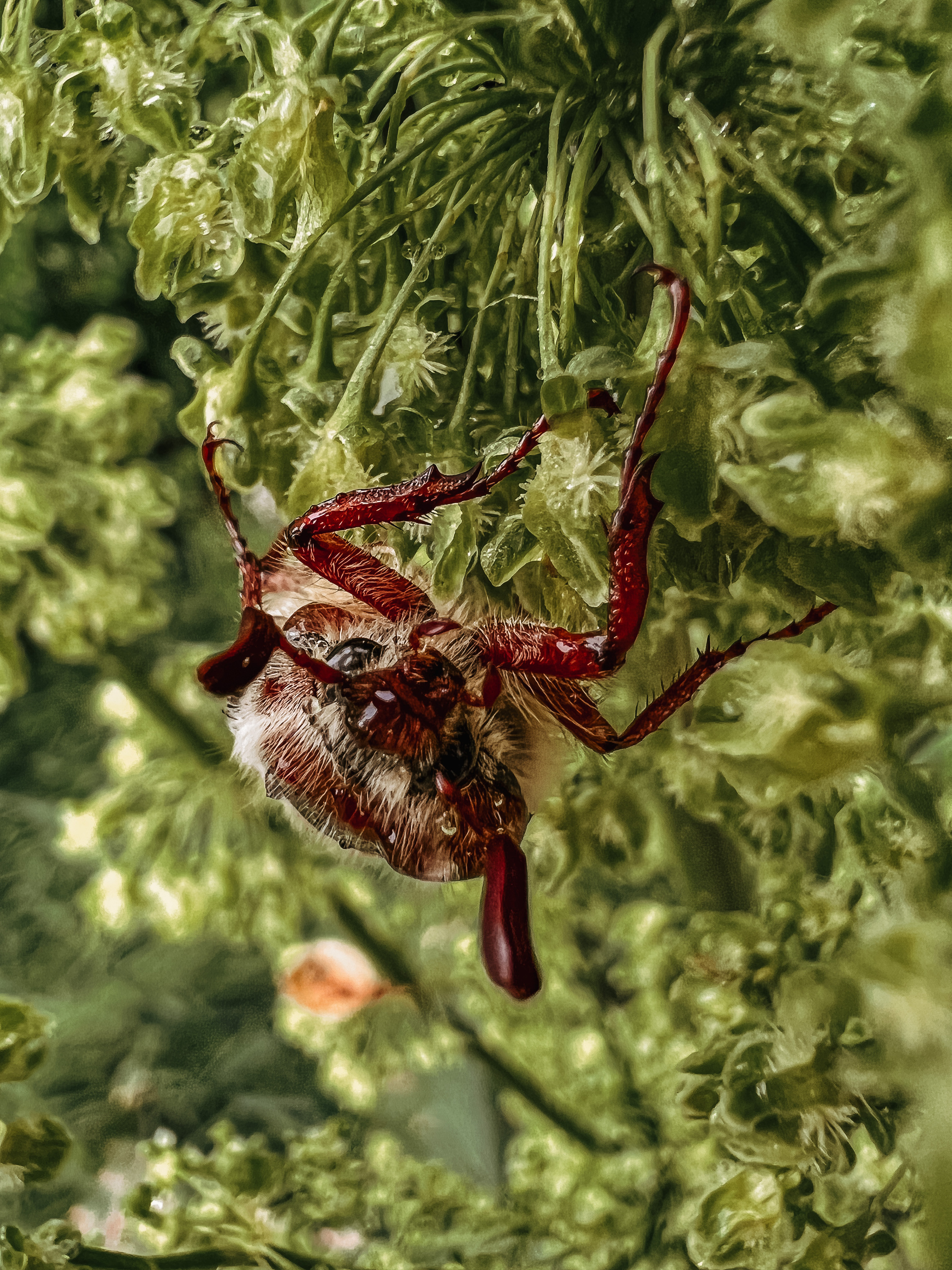 Растения 🍃. Главная